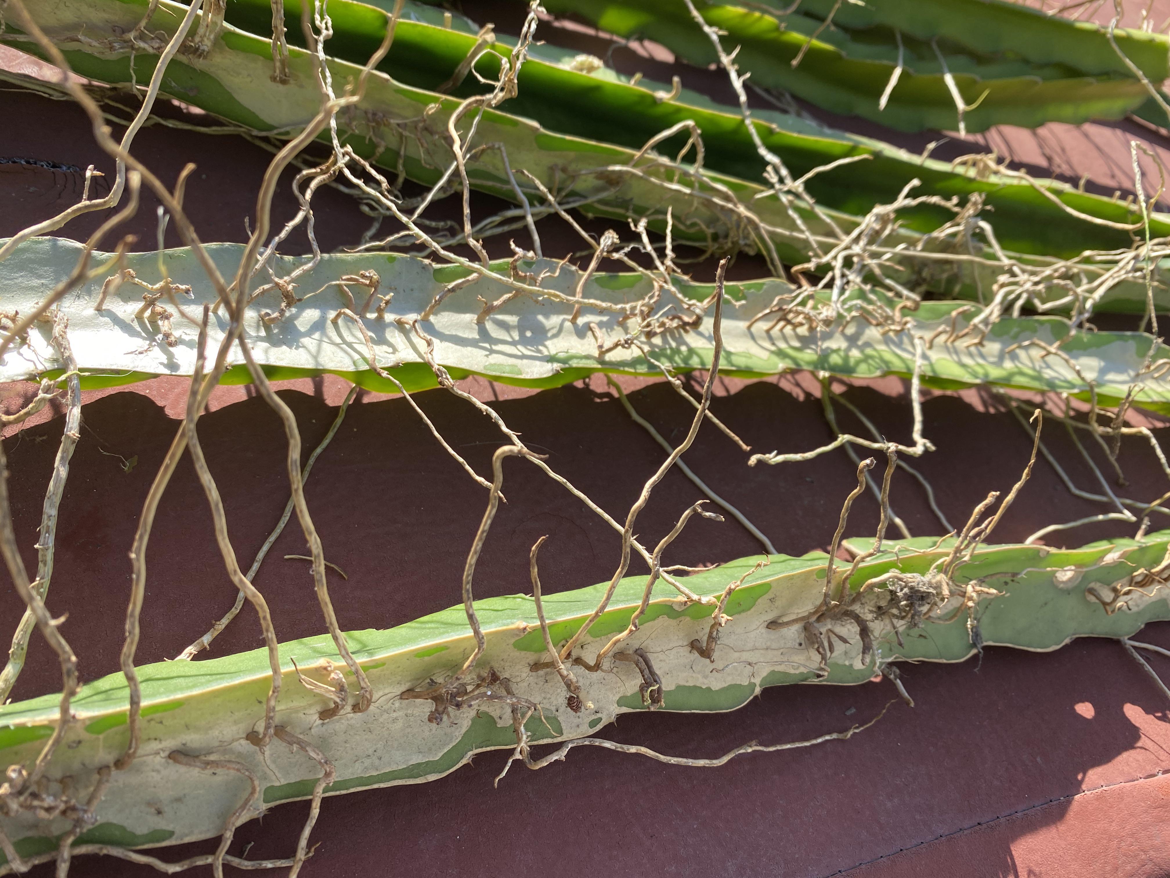 Are these Dragon Fruit cuttings with roots salvageable? Pulled them off a wall they were