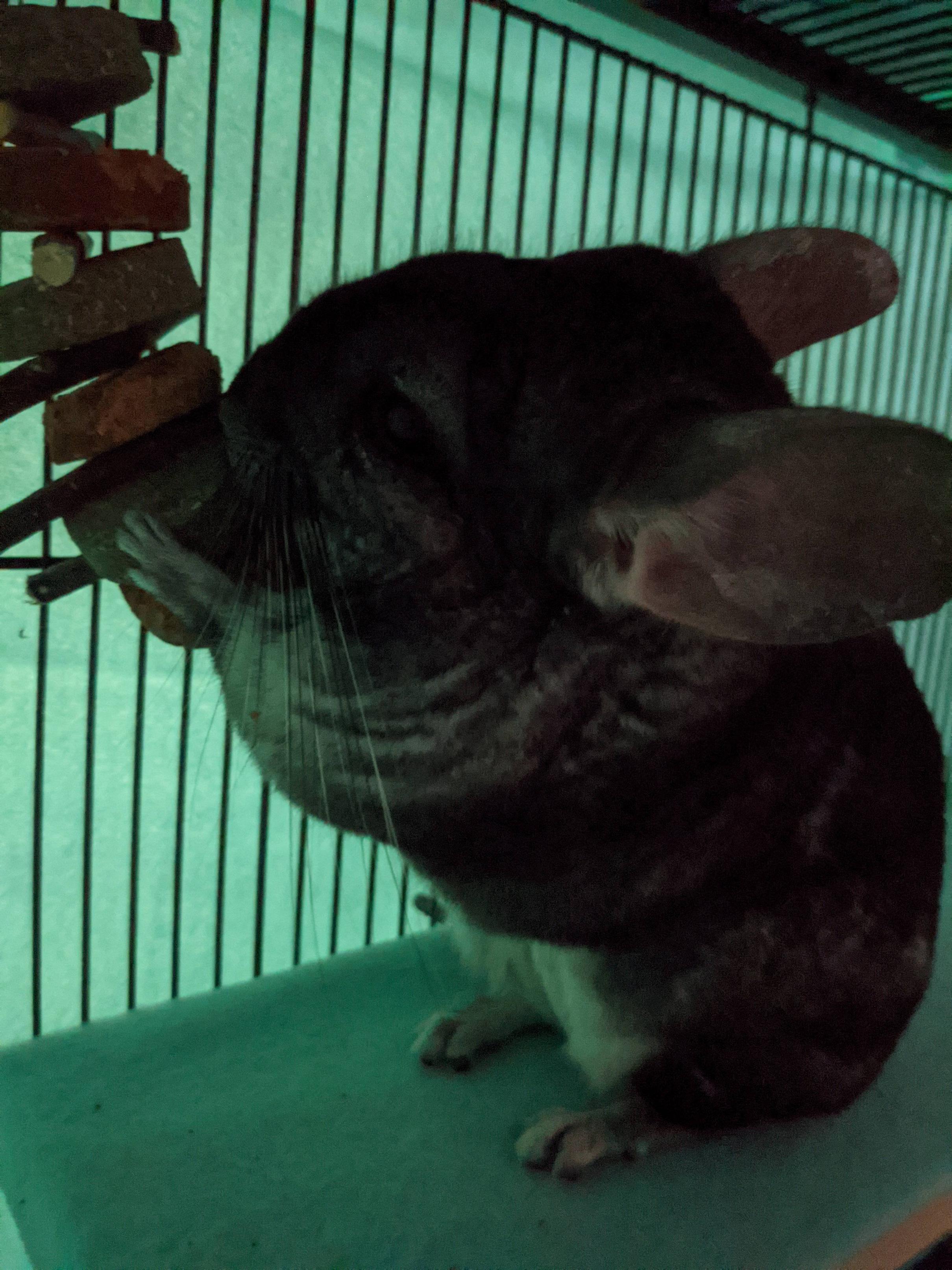 are-these-ground-carrot-chews-okay-for-poppy-i-ve-read-they-have-to