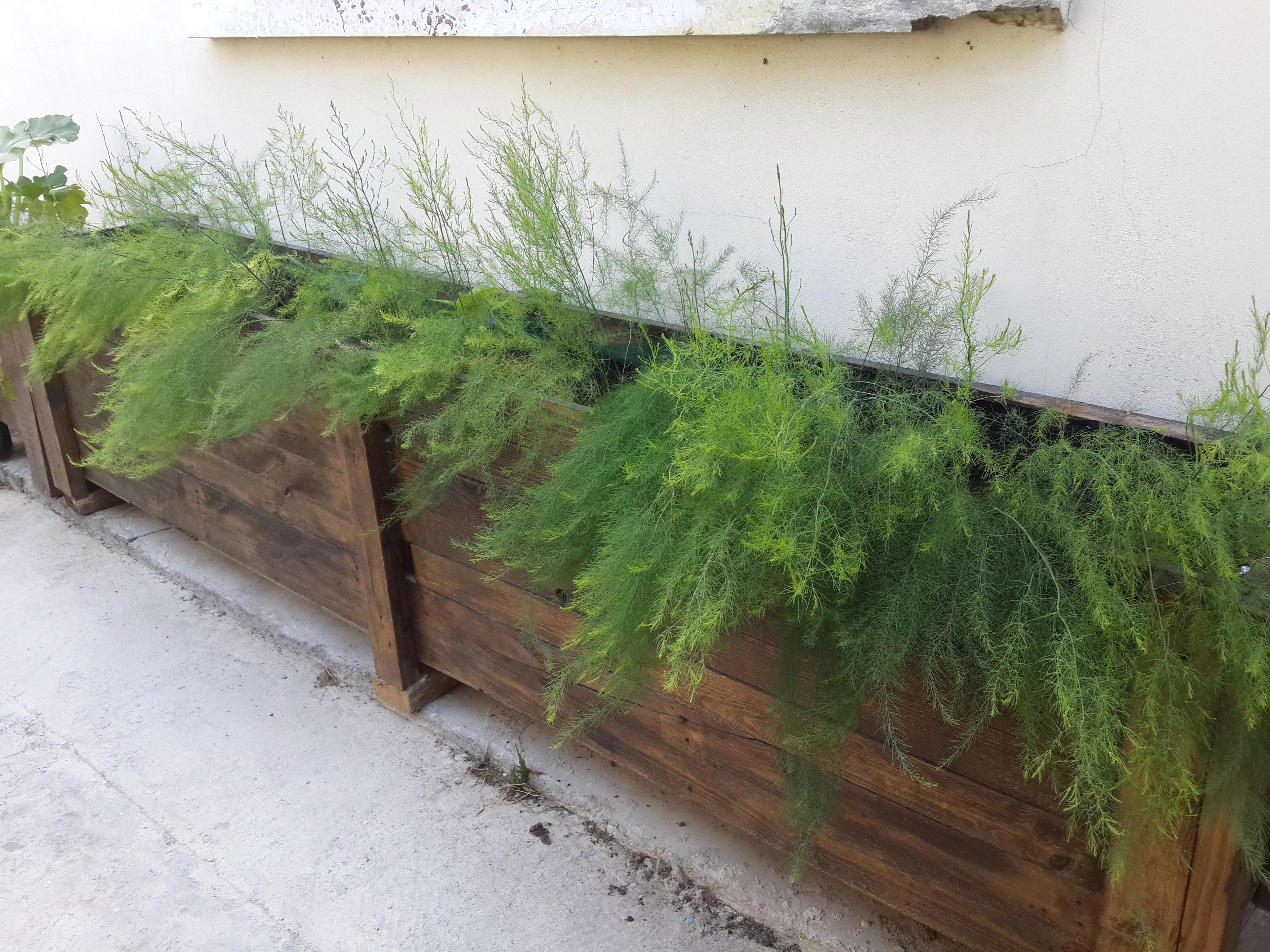 Asparagus raised bed made from old pallets. Scrolller