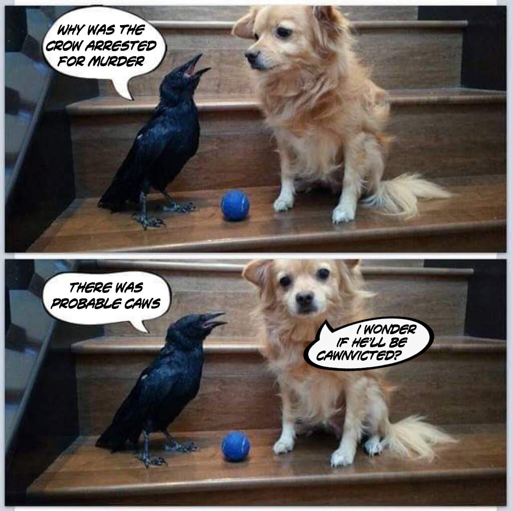 Attempted Murder Scrolller