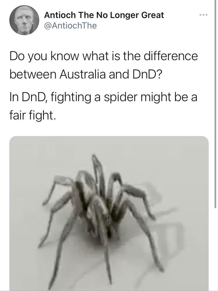 Aussie spiders vs DnD spiders | Scrolller