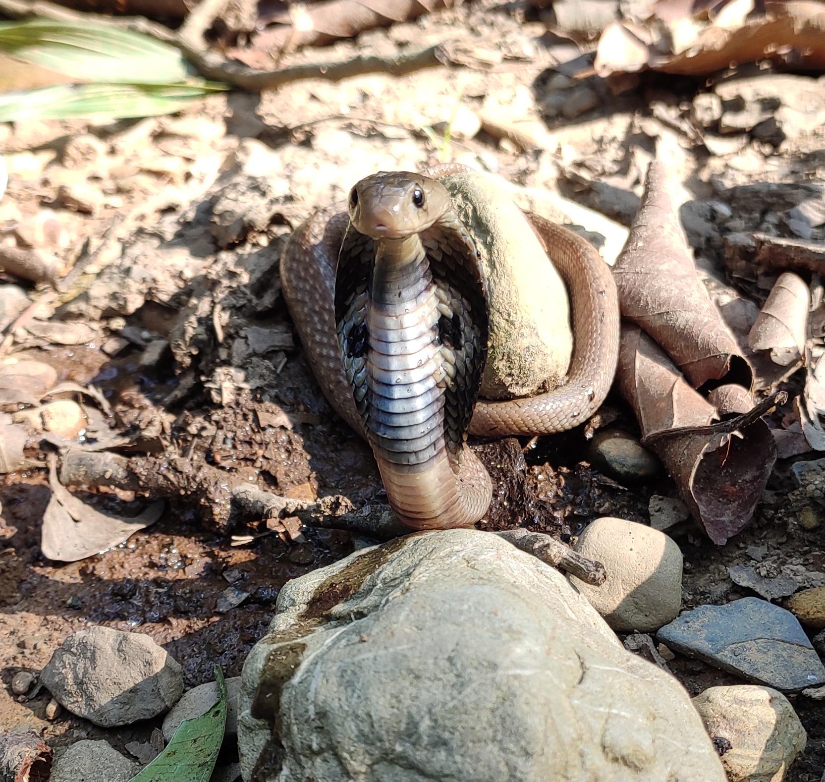 Baby cobra (naja naja) relocated to safer place. Kawasoti, Nepal ...