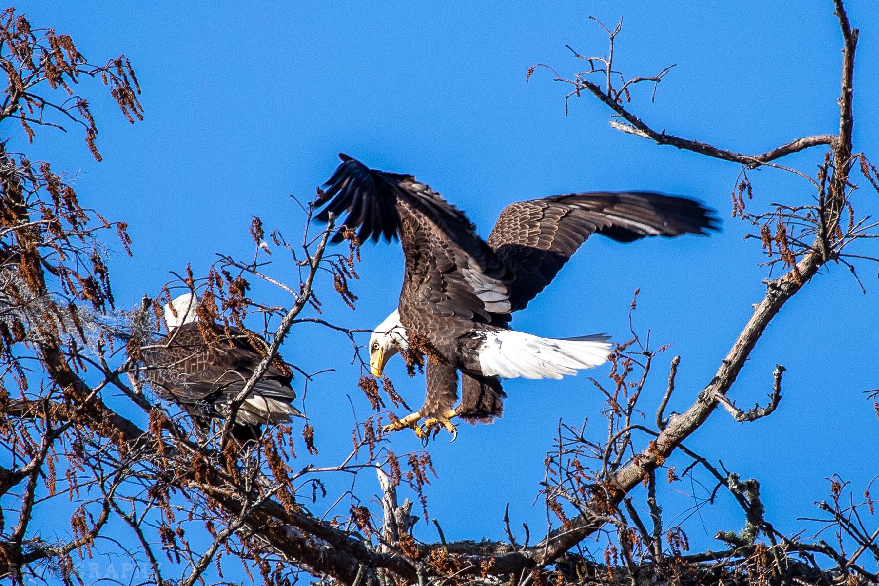 Bald Eagles New Orleans, La Scrolller