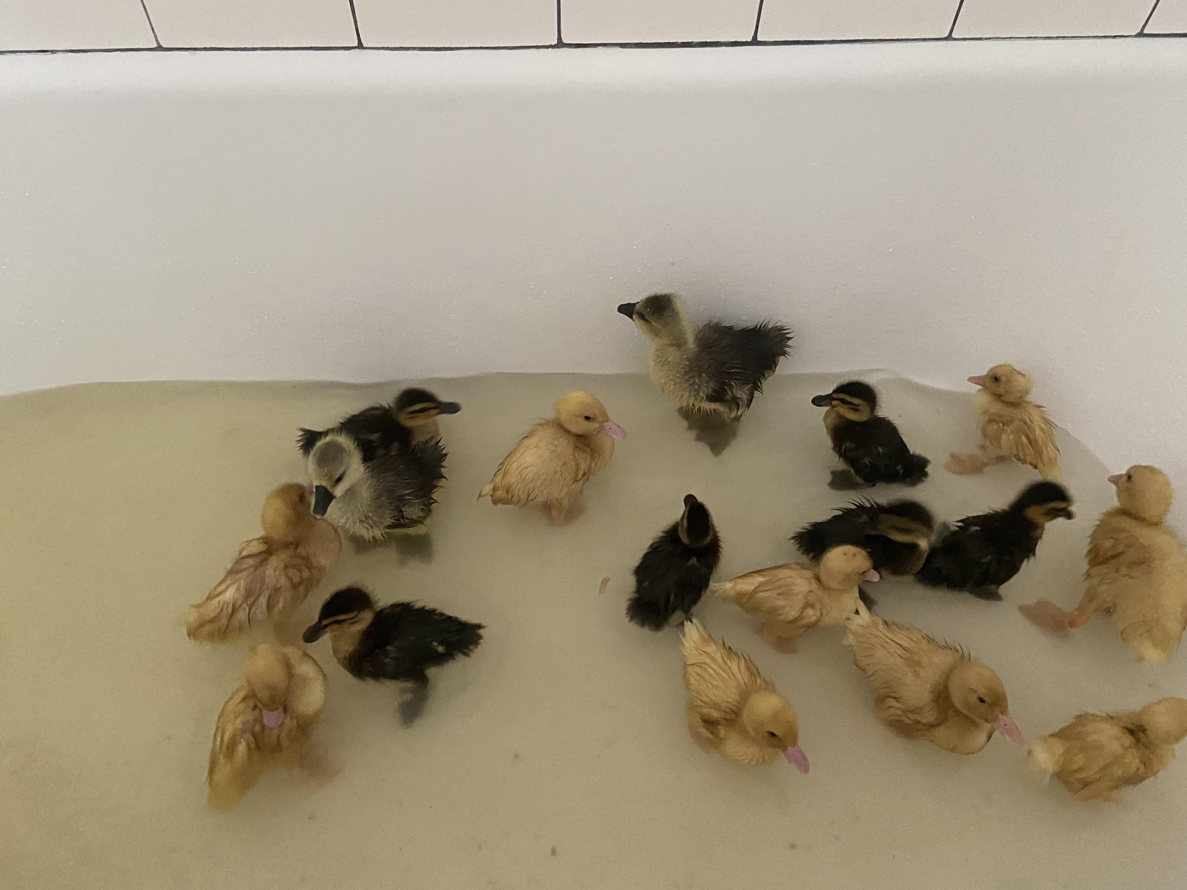 Bath Time For Ducklings Scrolller