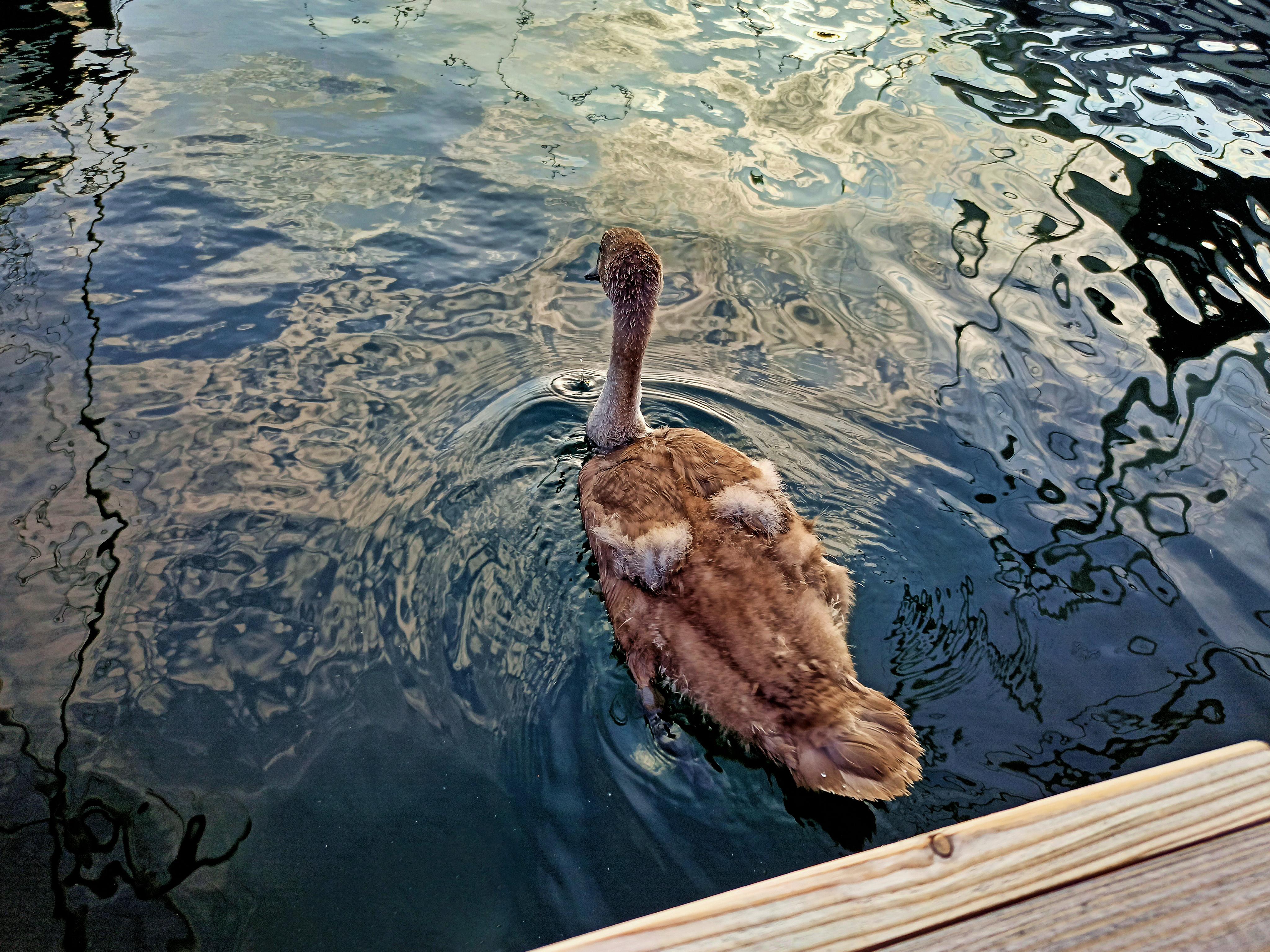 Beautiful swan, ready to turn white... Scrolller