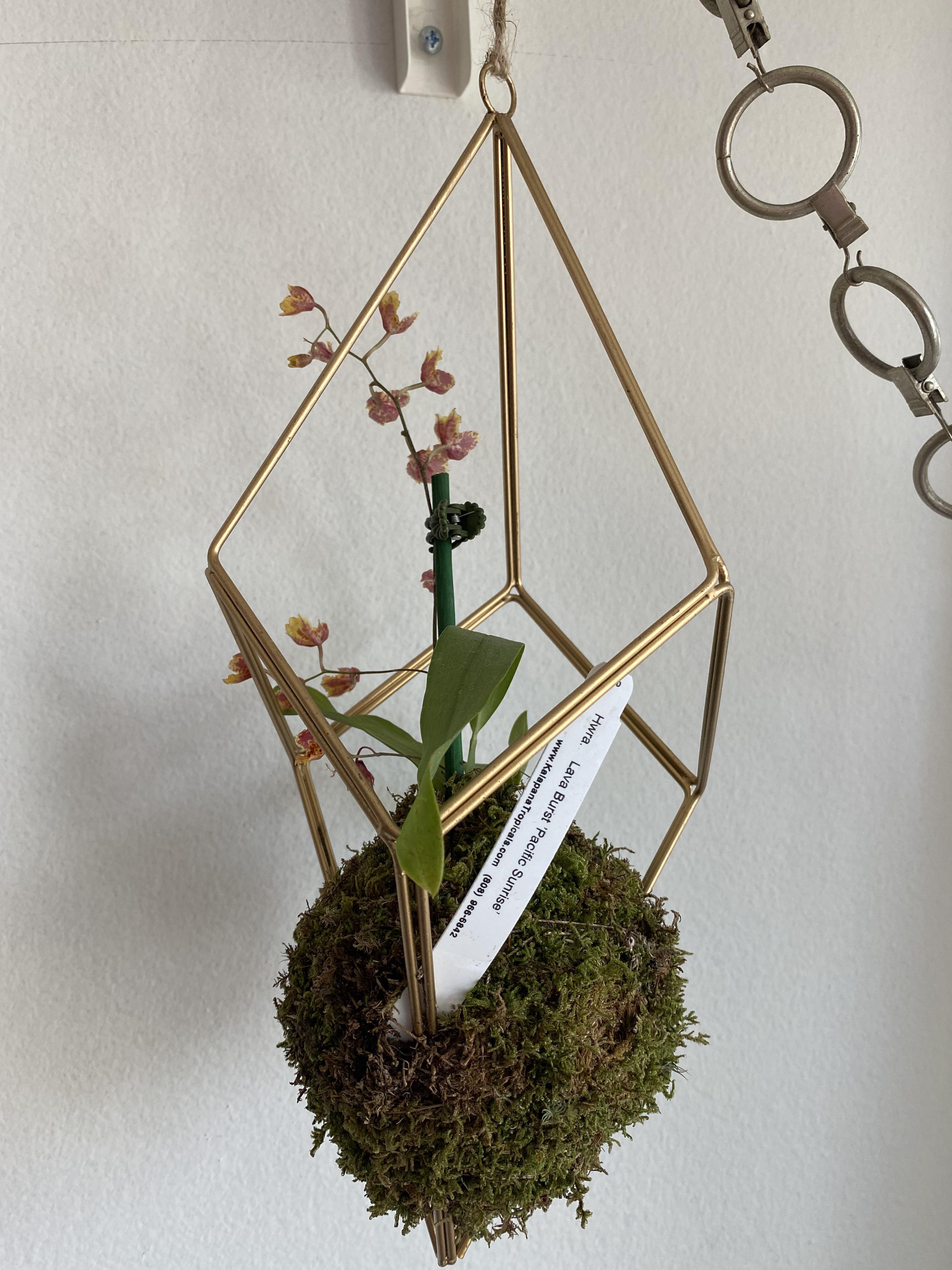 Best care tips for me kokedama orchid? Scrolller