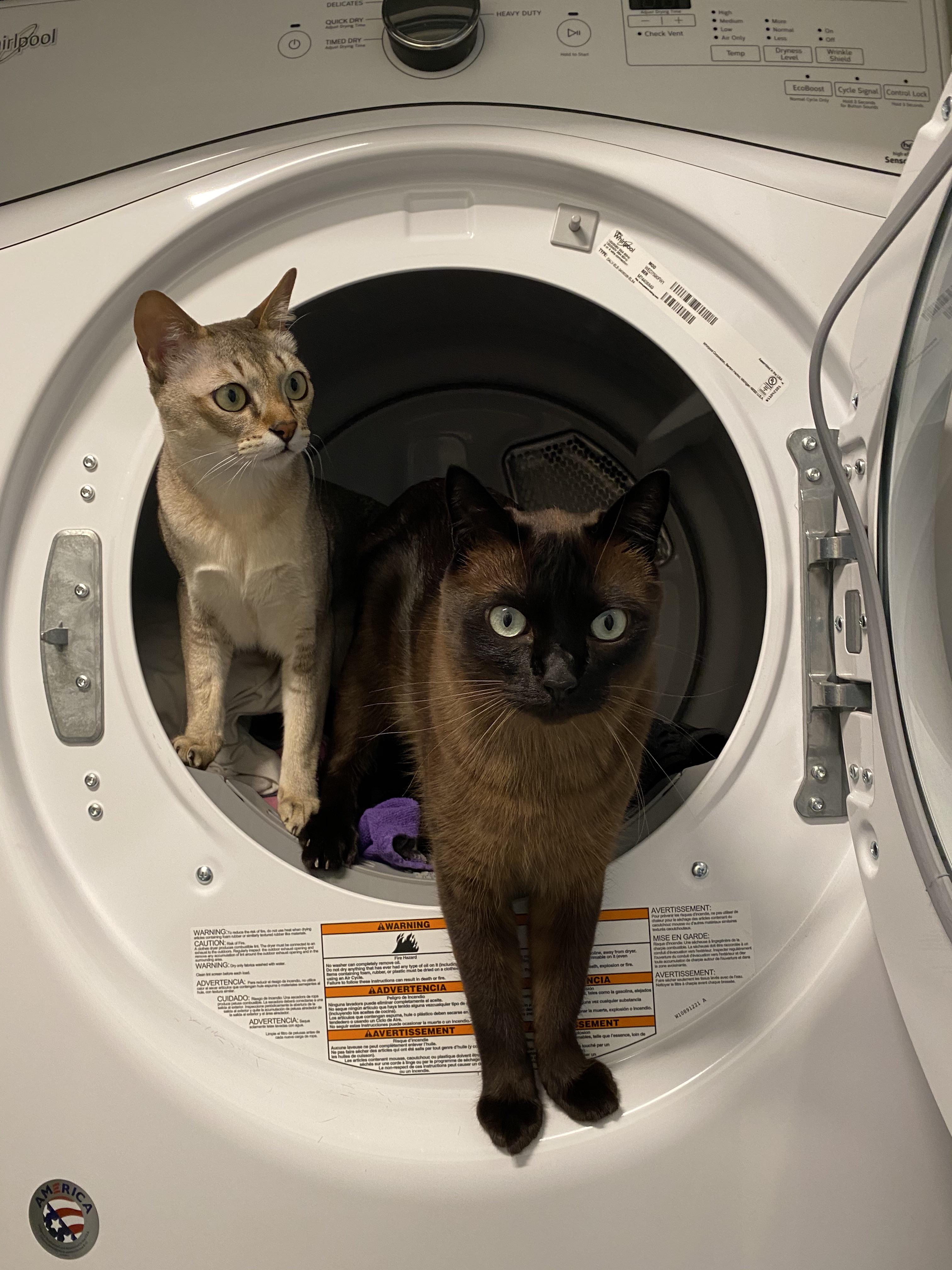 Beware of cats in laundry machines! House rule lay eyes on both cats
