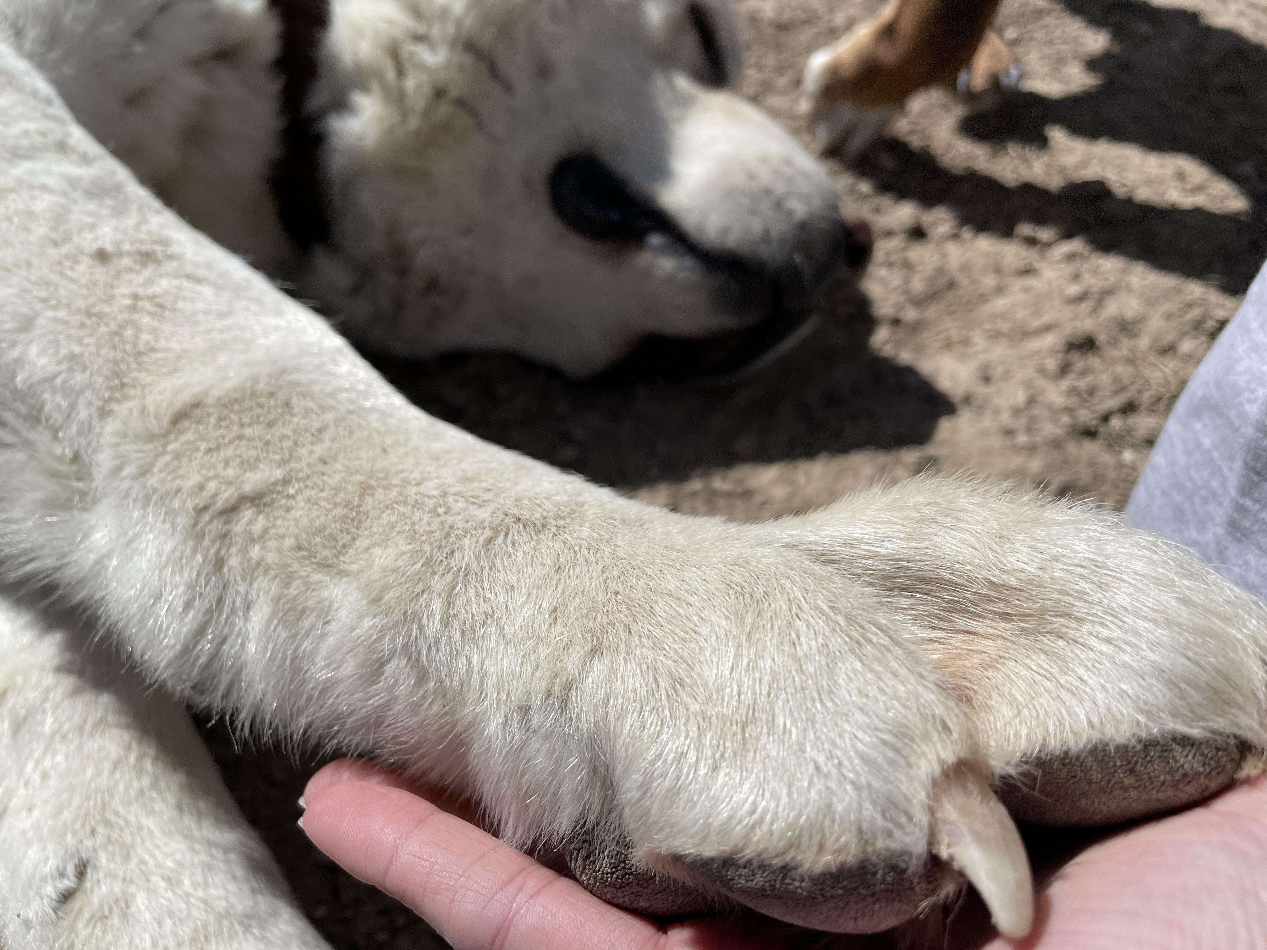 Big dog big paws Scrolller