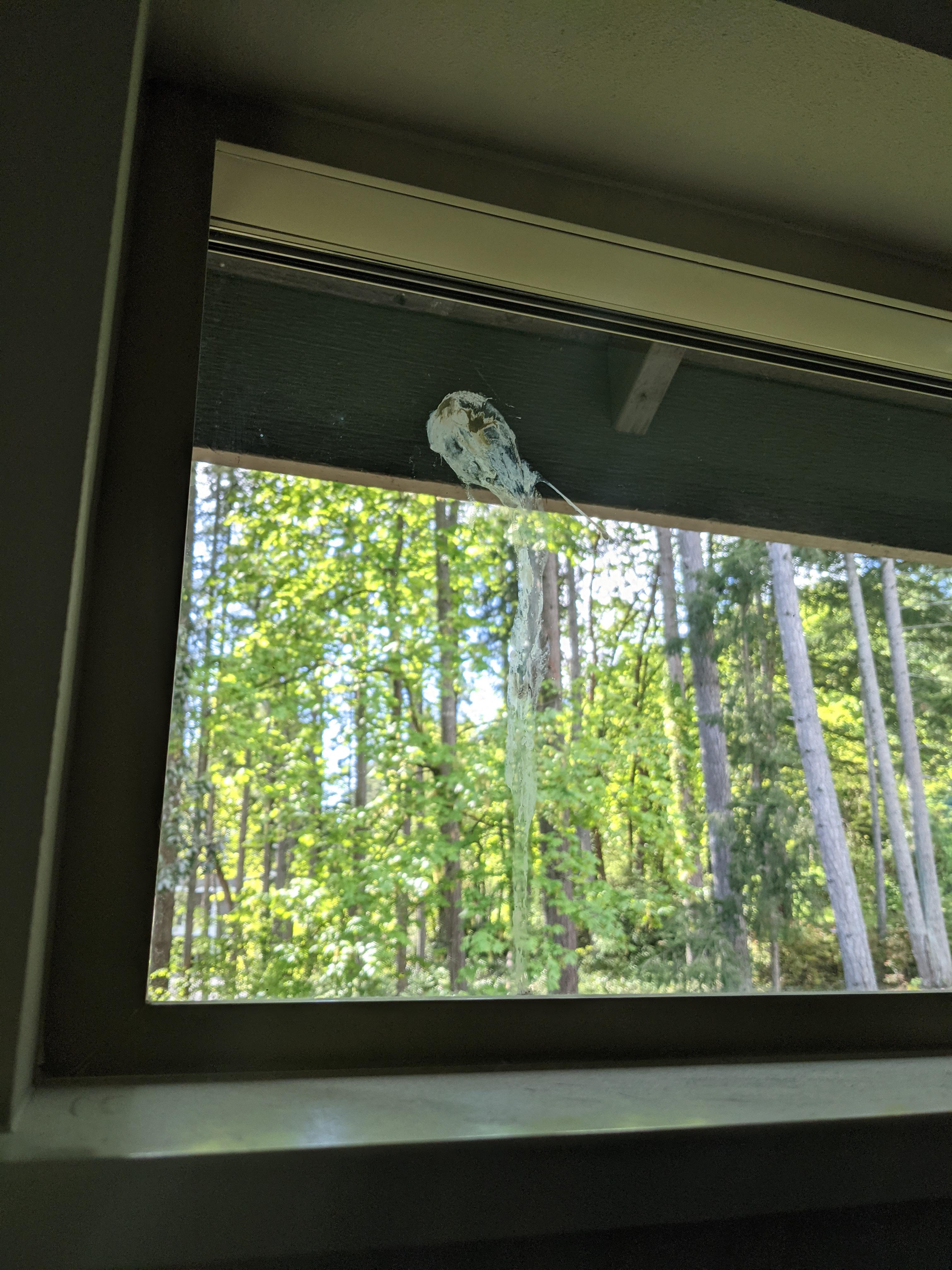 Poop On Window Bird managed to poop on this window despite being under an overhang ...
