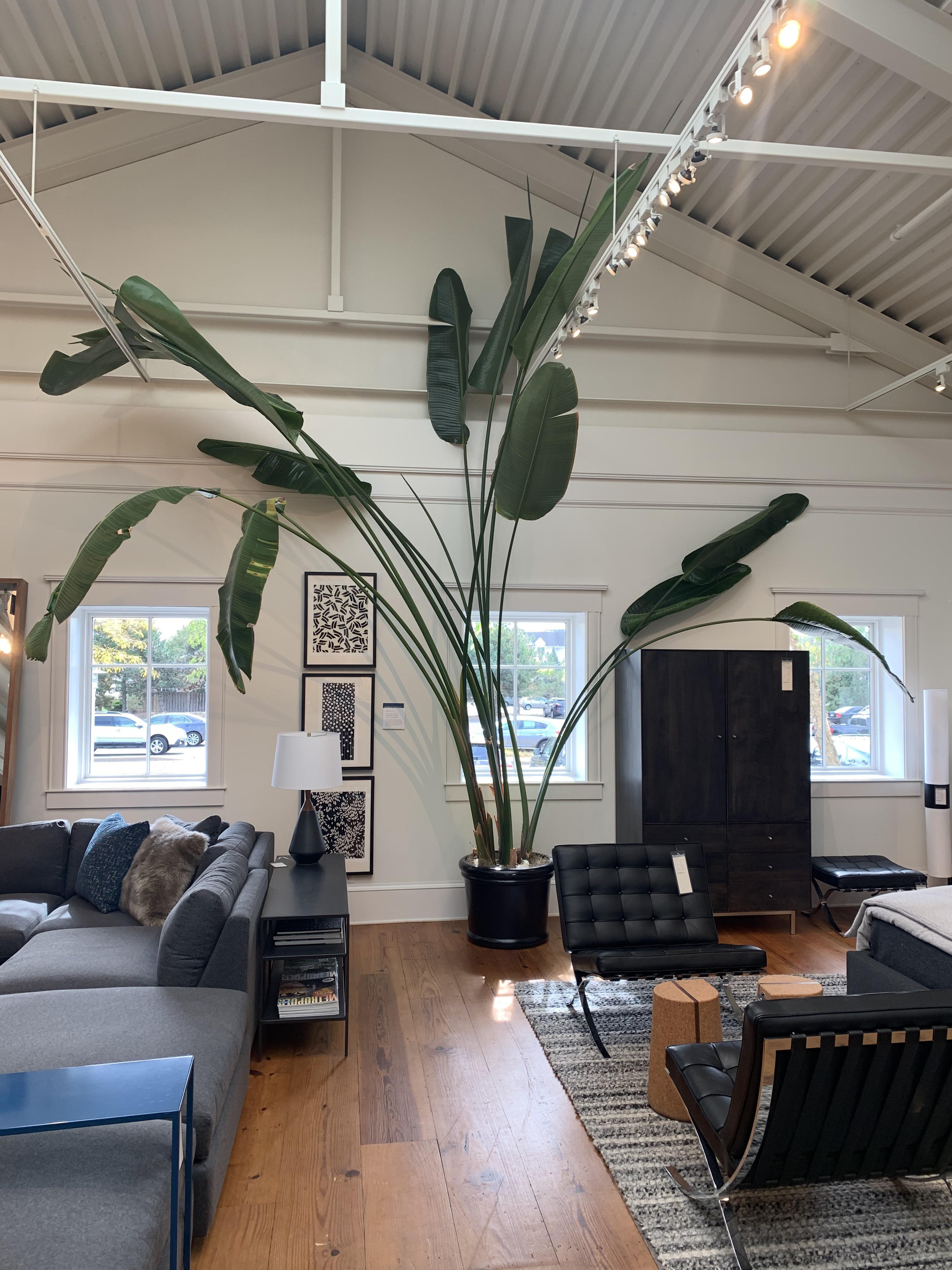 Bird of Paradise inside Room & Board Edina, MN. Scrolller