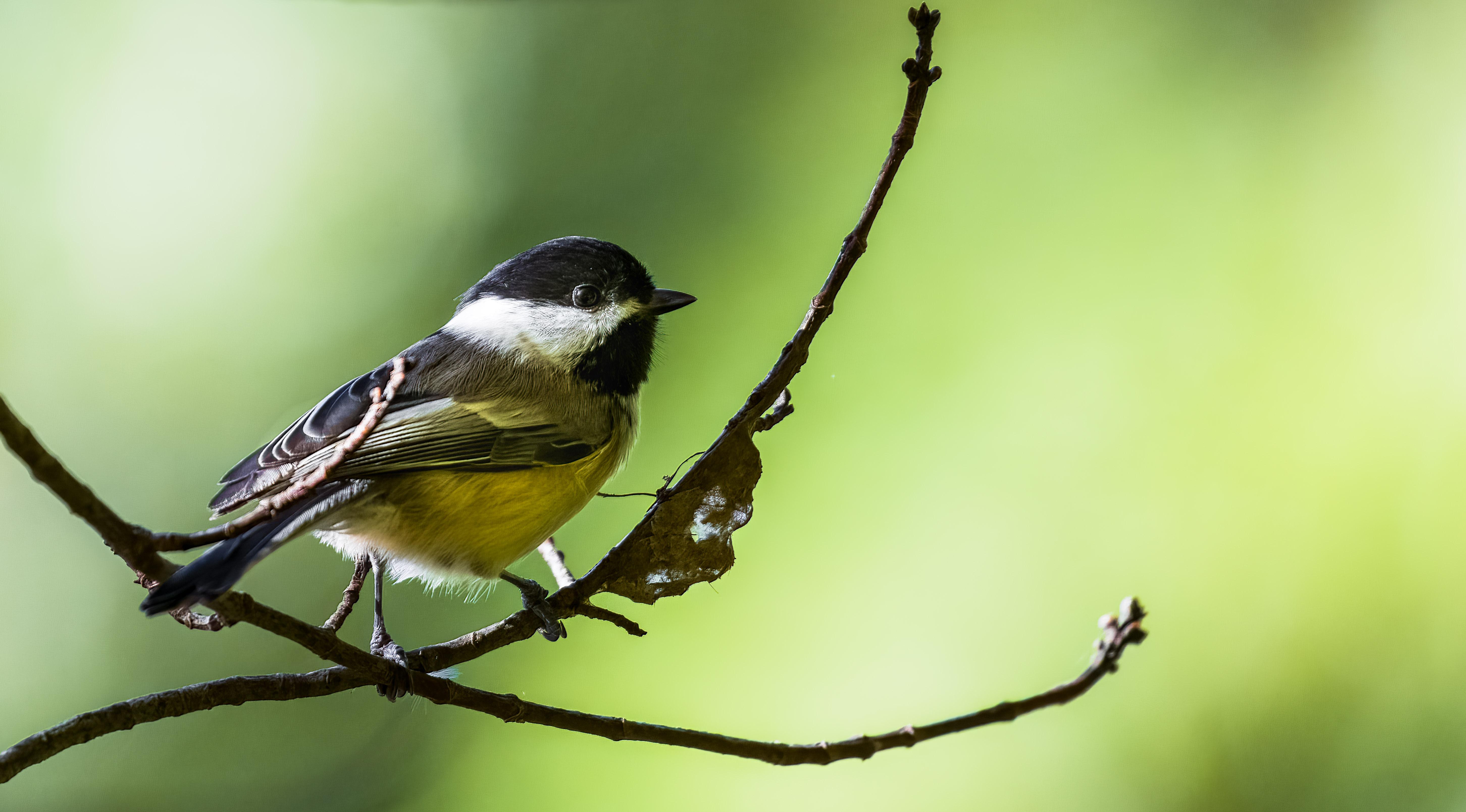 Black-capped Chickadee, Canon 90D + 100-400 4.5-5.6L IS II USM | Scrolller