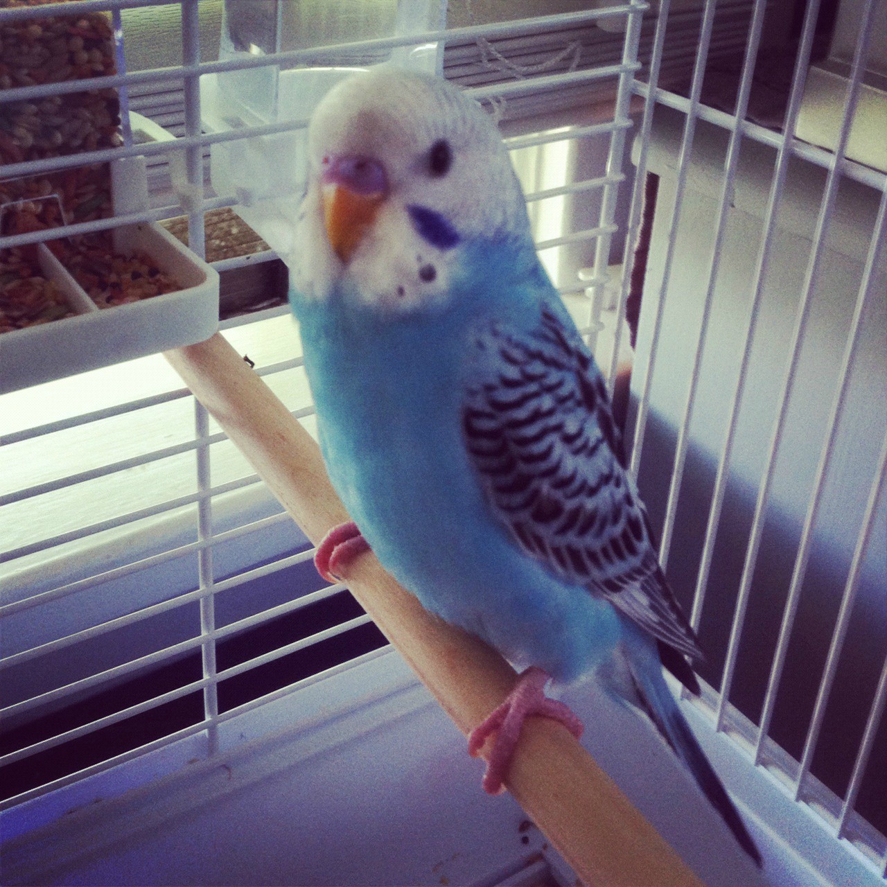 Can anyone identify how old my budgie is? Scrolller