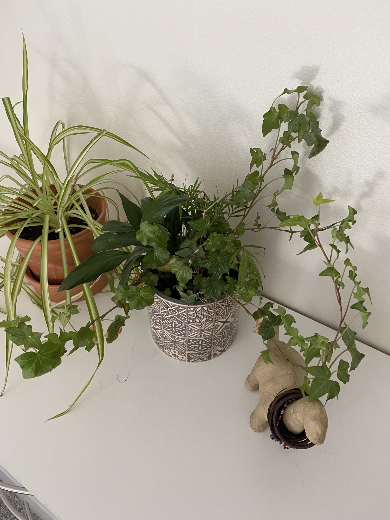 Can someone help me identify this plant? I think my cat ate a leaf from