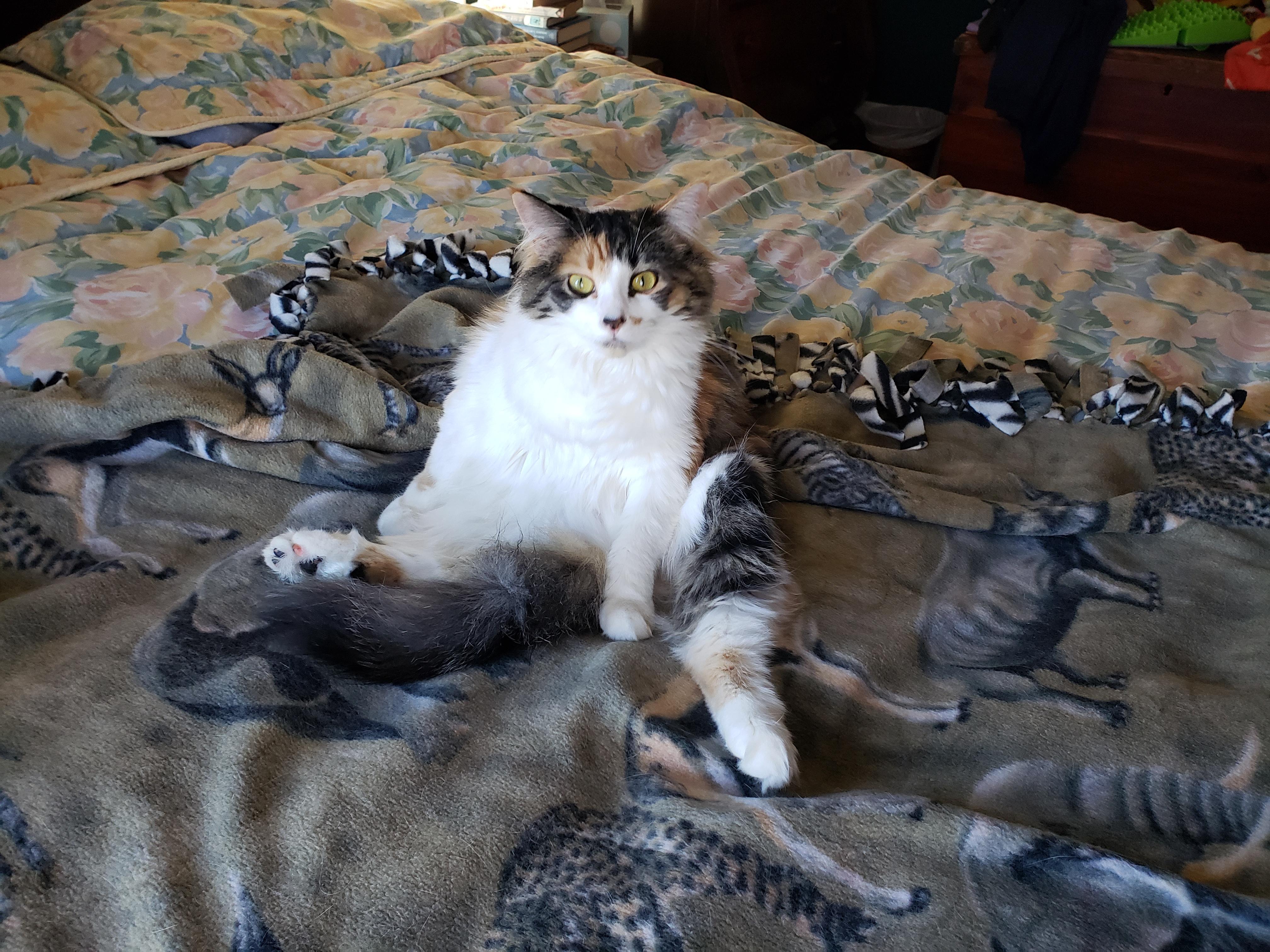 Can't a cat take a bath without you pawpawrazzi showing up? Scrolller