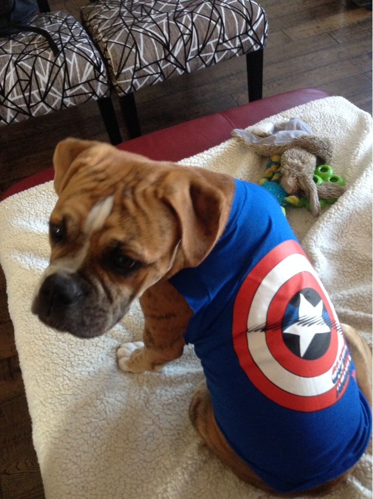 Captain Knucklehead Of The Dog Park Avengers Scrolller captain-knucklehead-of-the-dog-park-avengers-scrolller