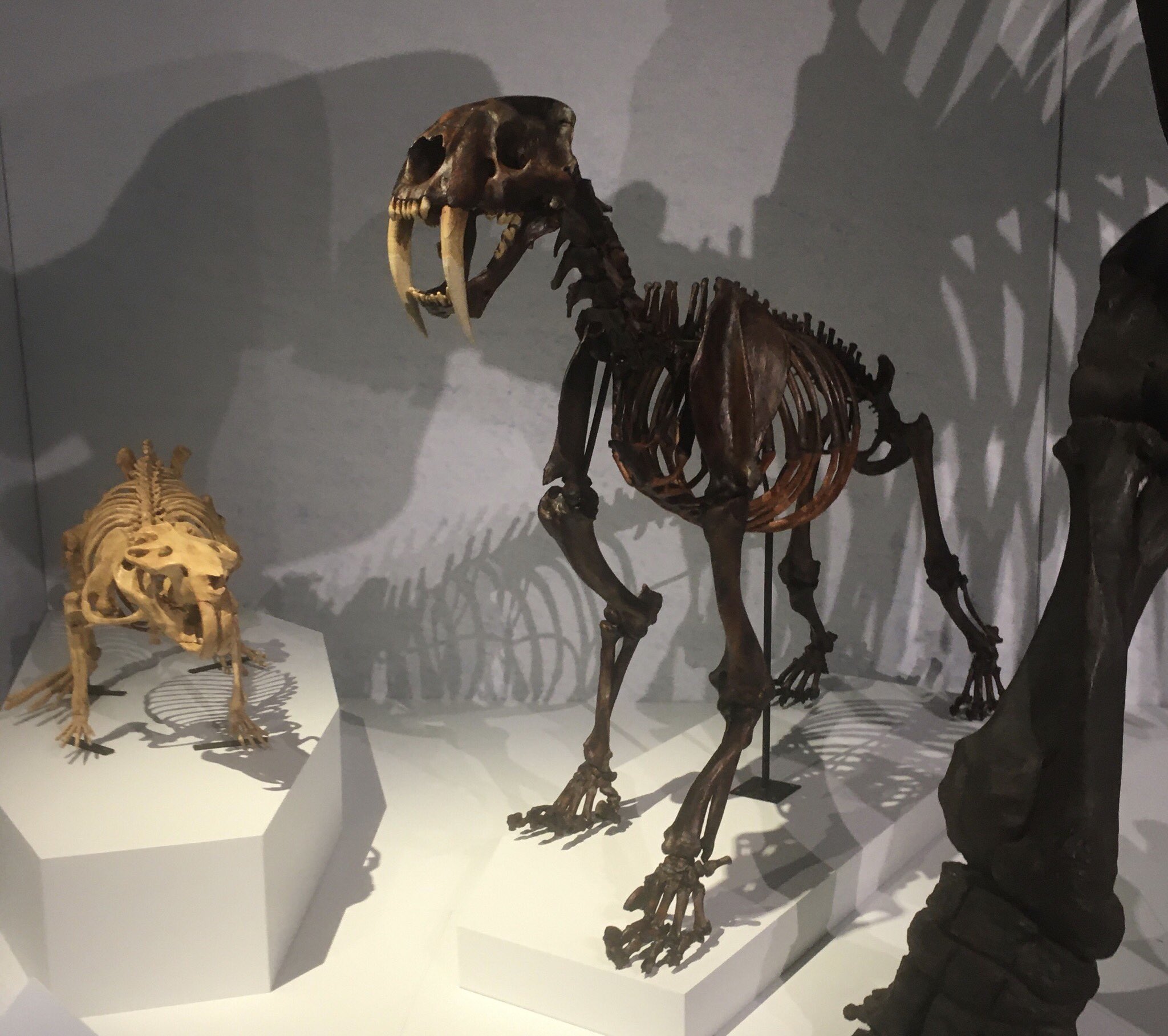 Castoroides ohioensis and Smilodon fatalis | Scrolller