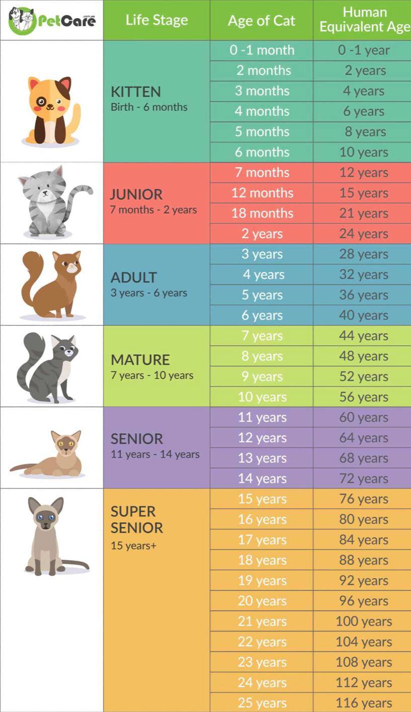 Cat age to human age guide | Scrolller