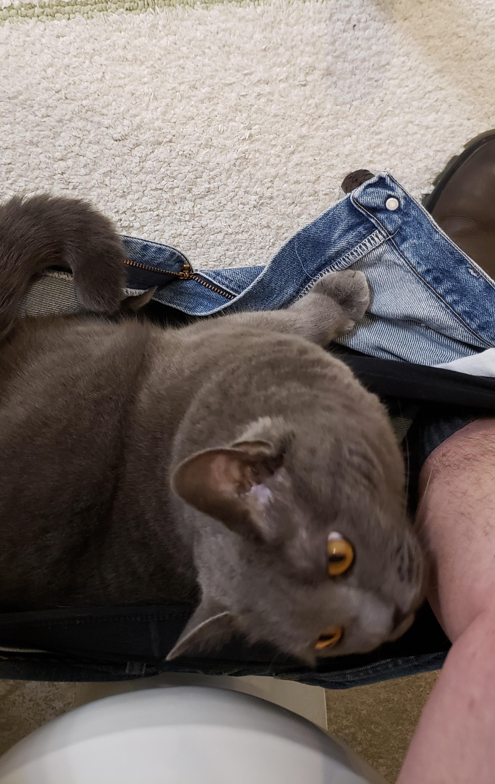 How To Say I Have A Cat In My Pants In Spanish