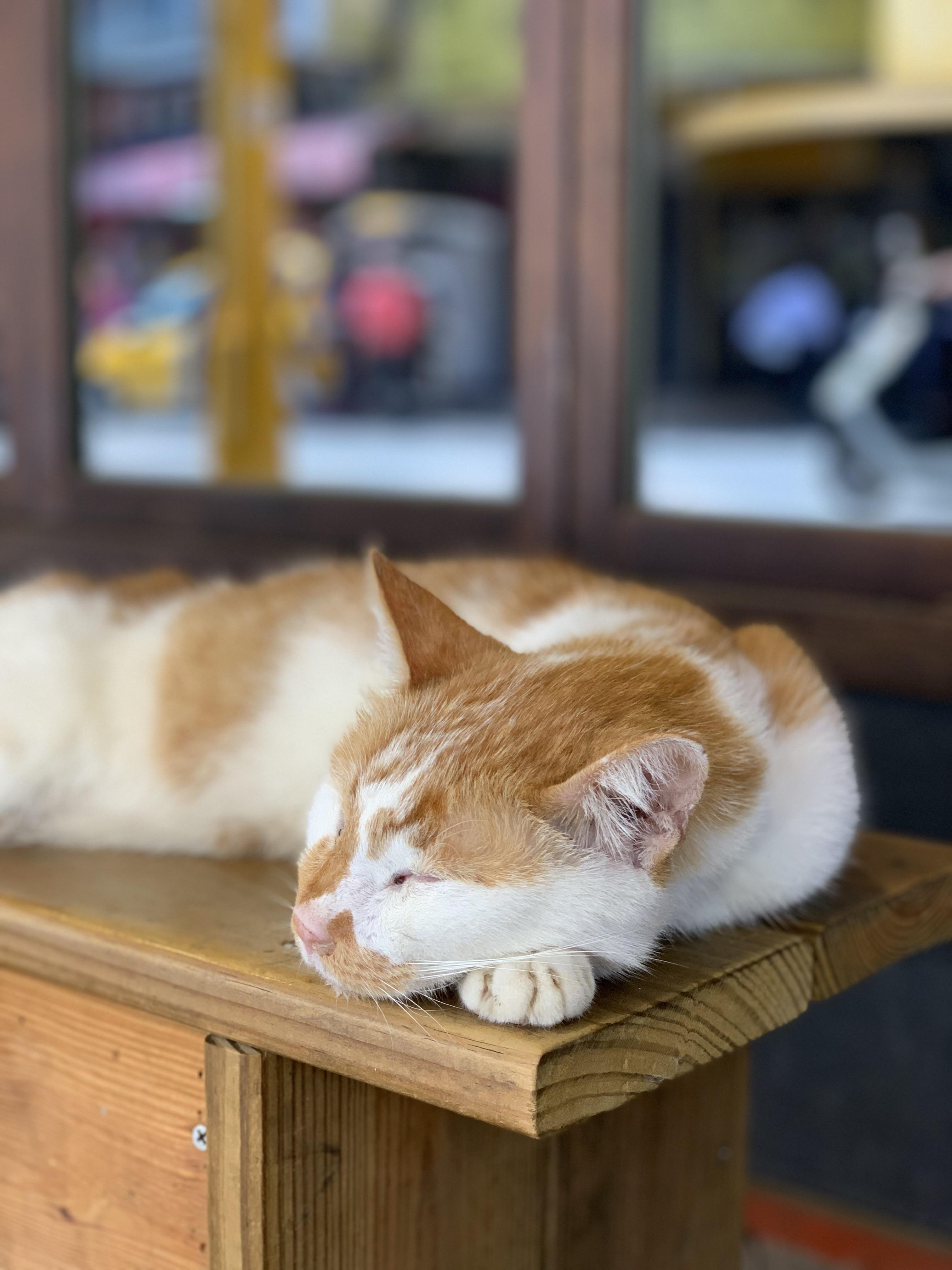 Cat nap | Scrolller