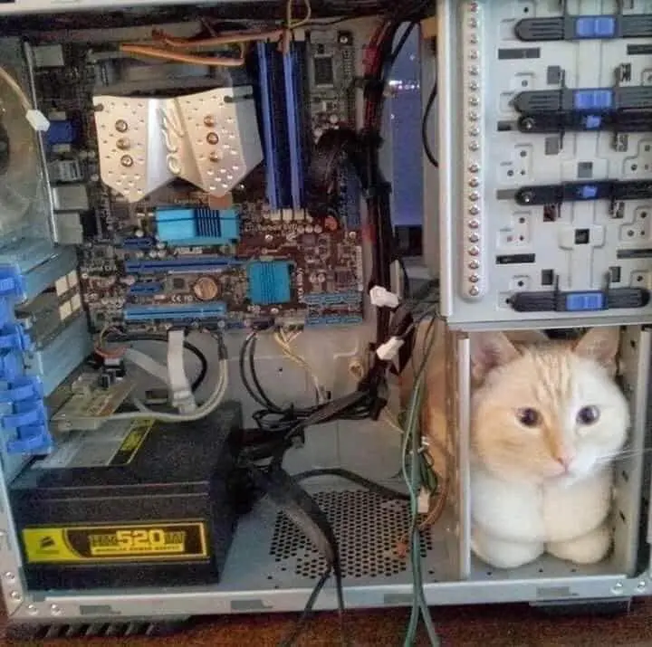 Catputer | Scrolller