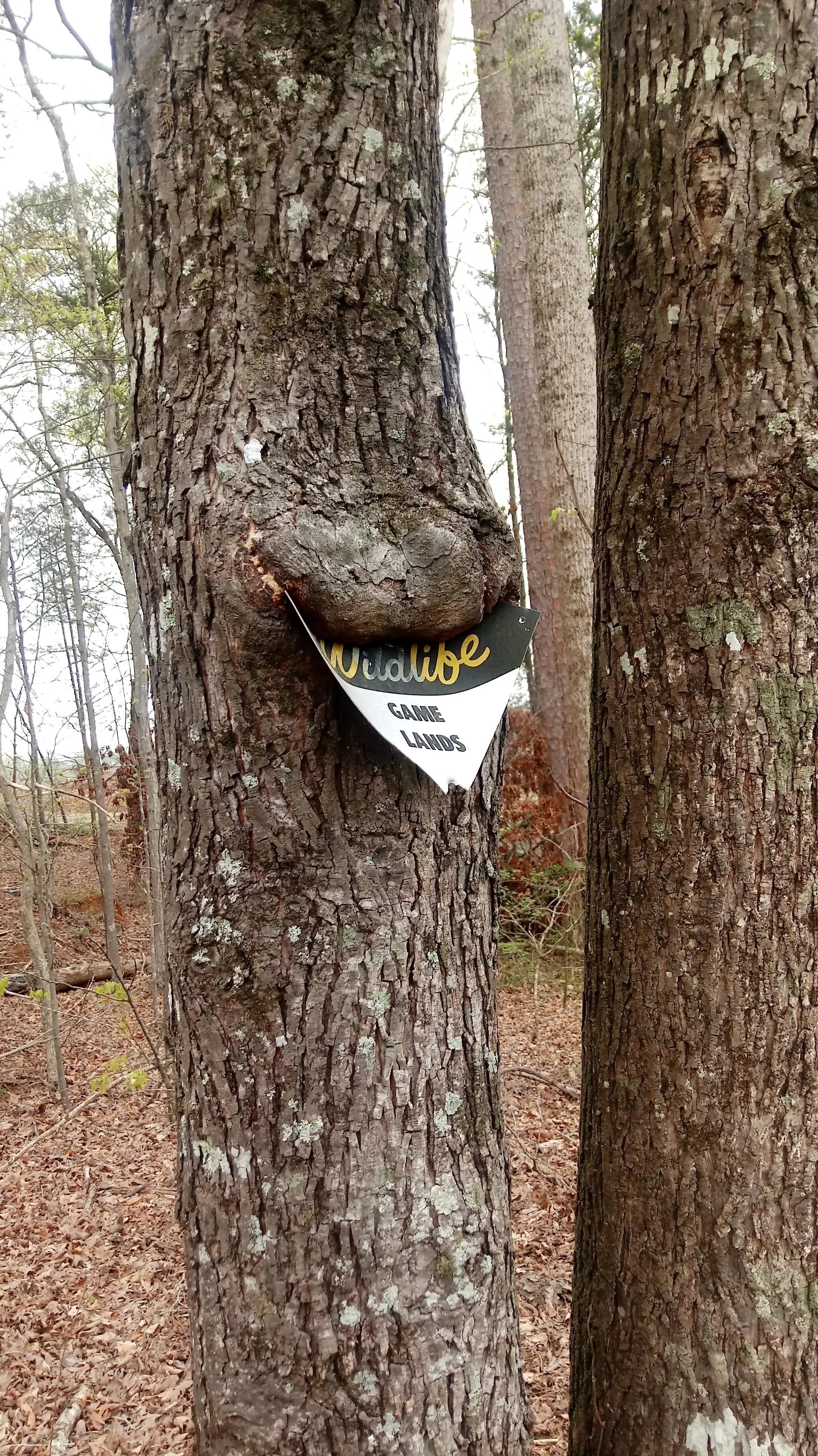 Caught this guy chowing down on a Wildlife sign | Scrolller