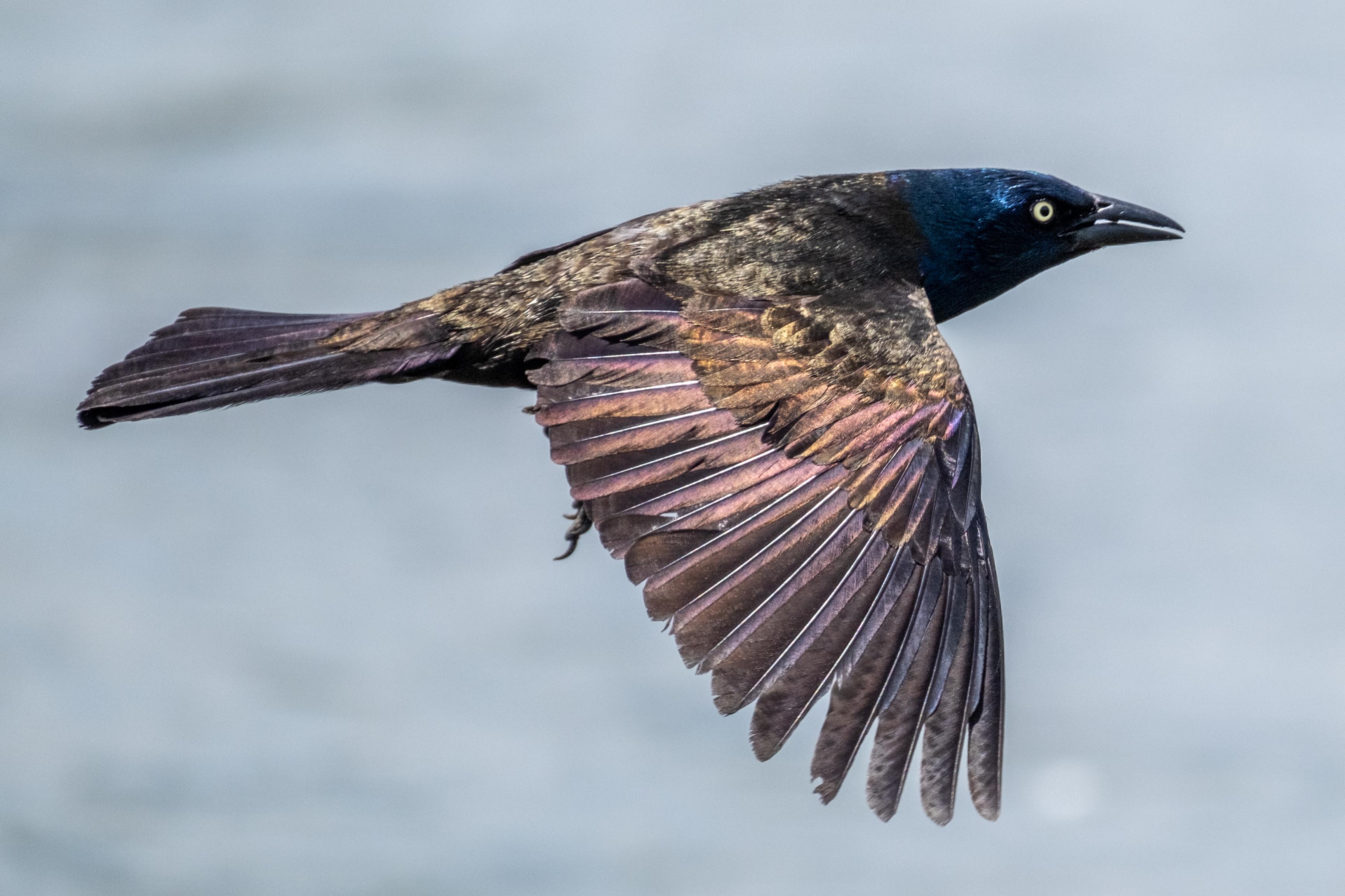 Grackle In Flight Common grackle in flight | Scrolller