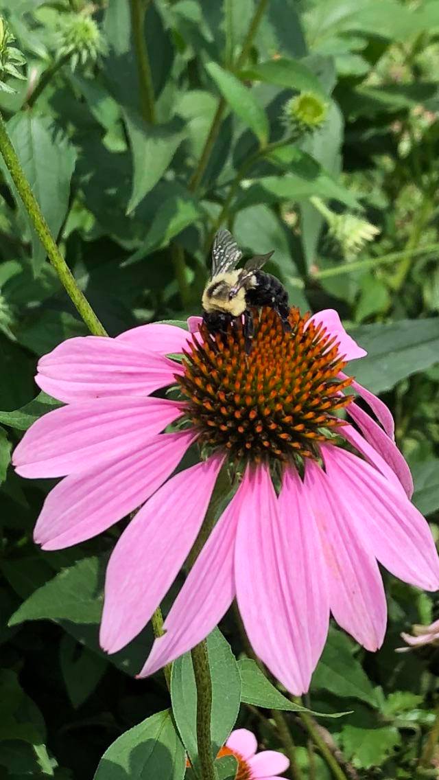 Cone flower Scrolller