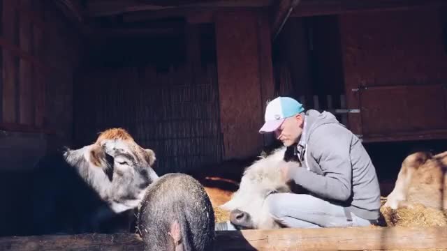 Cows hanging out with their caretaker at an animal sanctuary | Scrolller