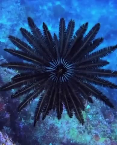 🔥 Crinoids, aka “feather stars,” grow on a stem which anchors them to ...