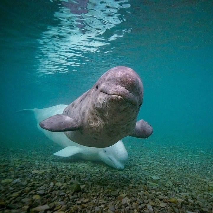 Curious baby Beluga in the shallow estuaries of the high arctic. What's