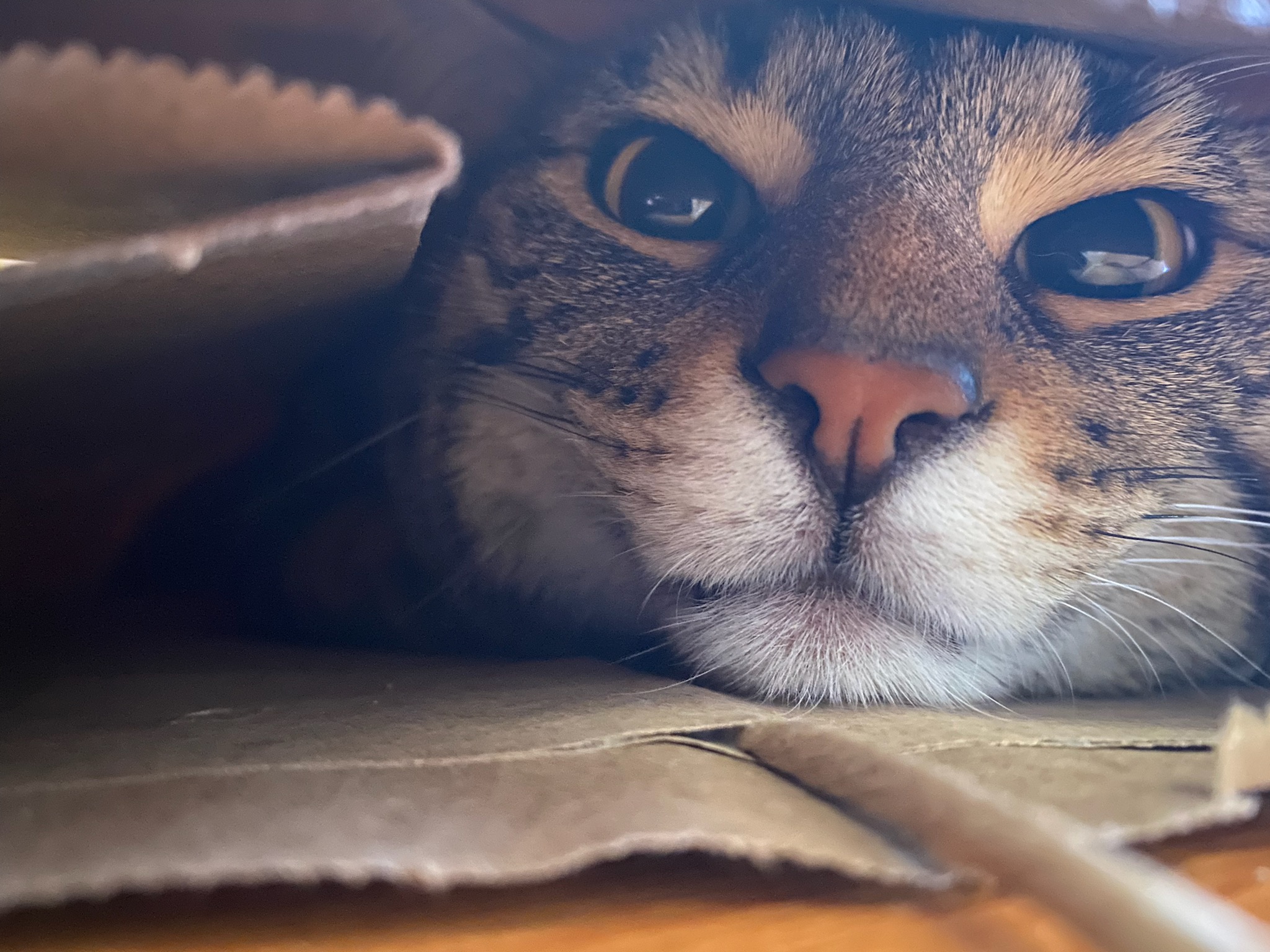 Cute cat hiding under the covers Scrolller