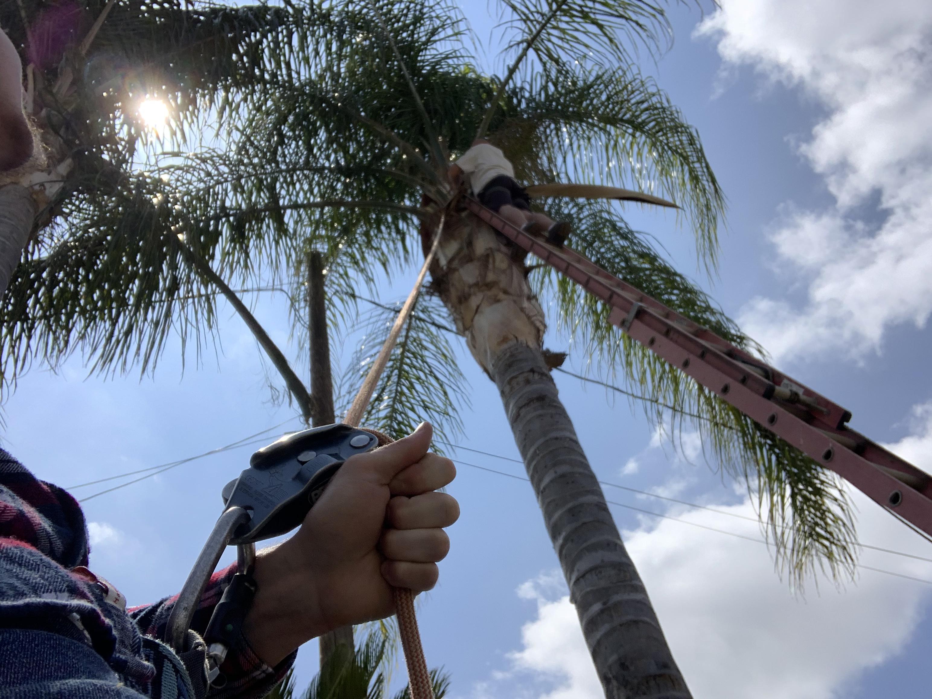 Dad was scared to trim the palm trees on the shaky ladder so I decided