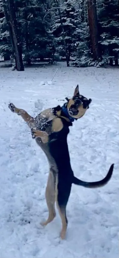 Derp. He was trying to catch a snowball. | Scrolller