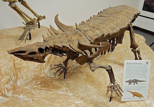 Desmatosuchus spurensis, a large, armored Archosaur from the Late ...