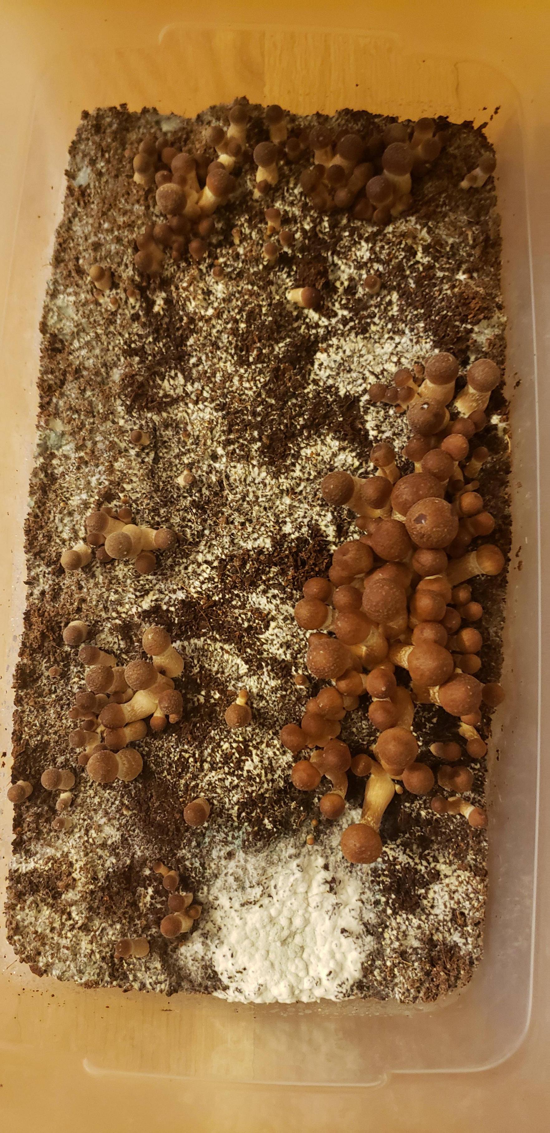 does-this-look-like-trich-scrolller