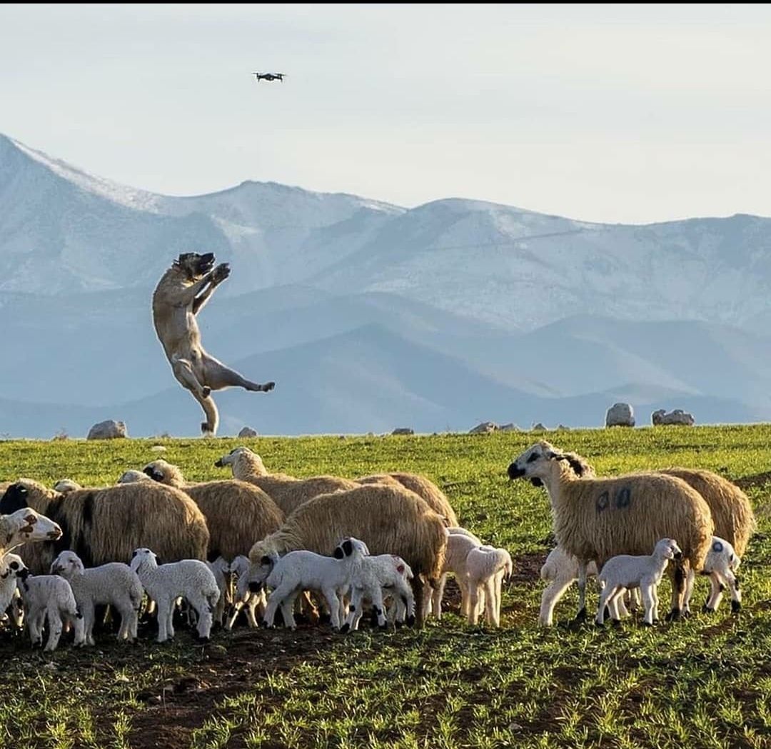 Dog protect sheep from drone. Scrolller