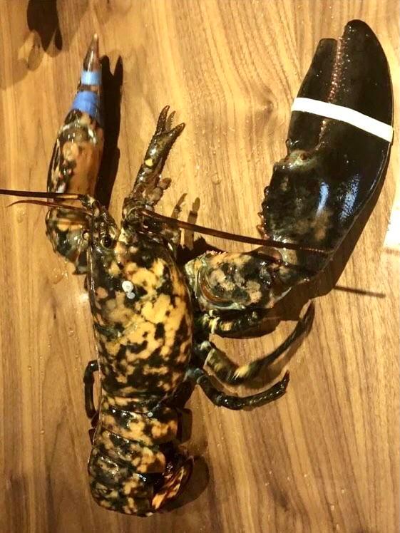 Employees At A Red Lobster Seafood Restaurant In Manassas Had One Shell Of A Lucky Find