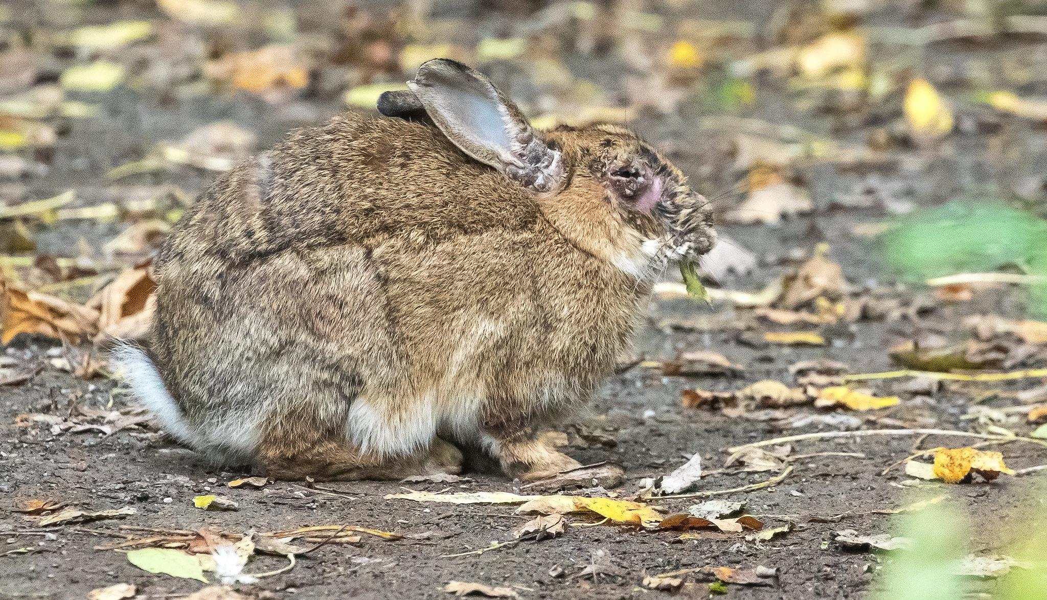 European Rabbit suffering from myxomatosis. This viral disease