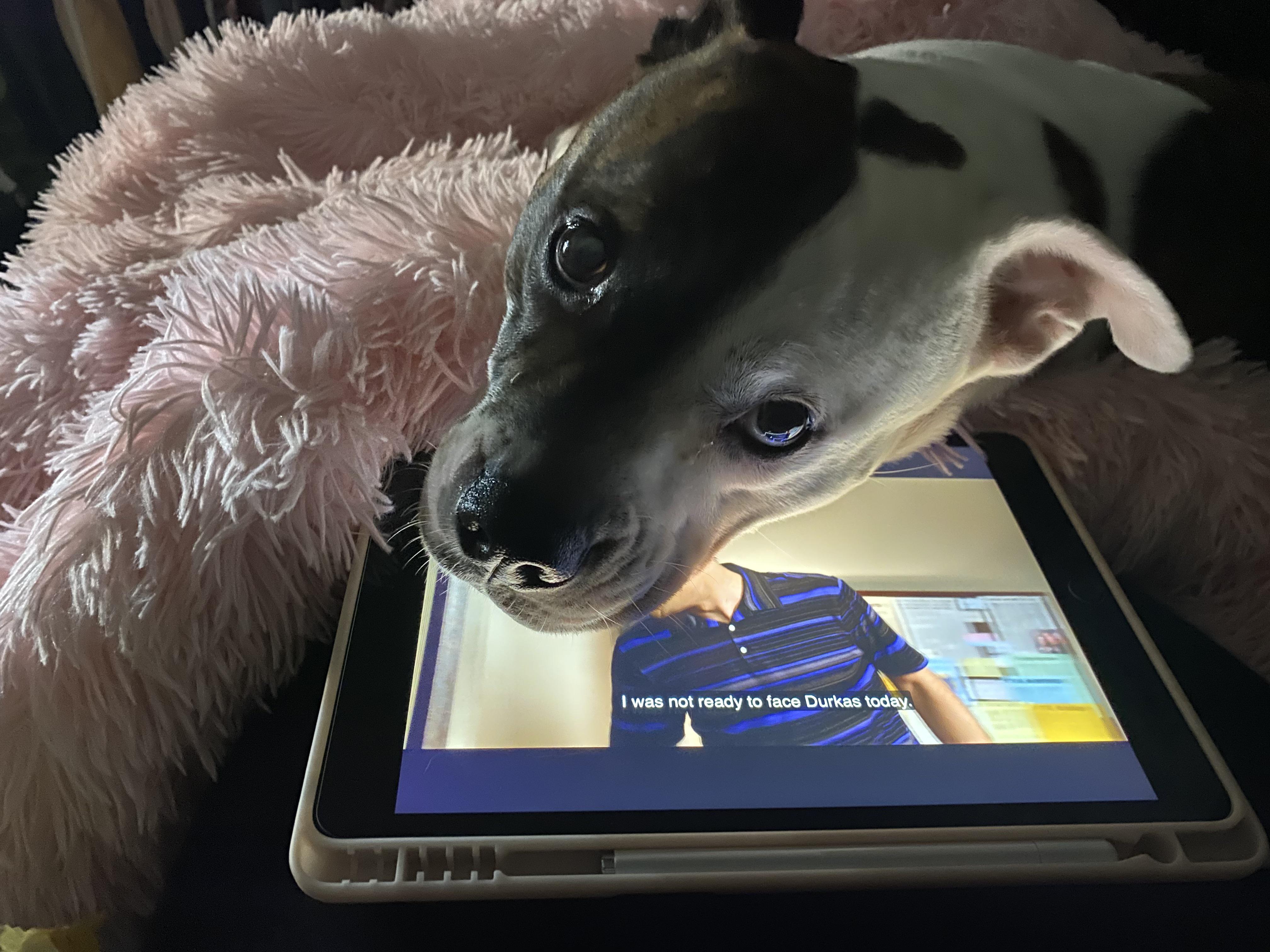 Excuse me, could you give me some attention please? | Scrolller