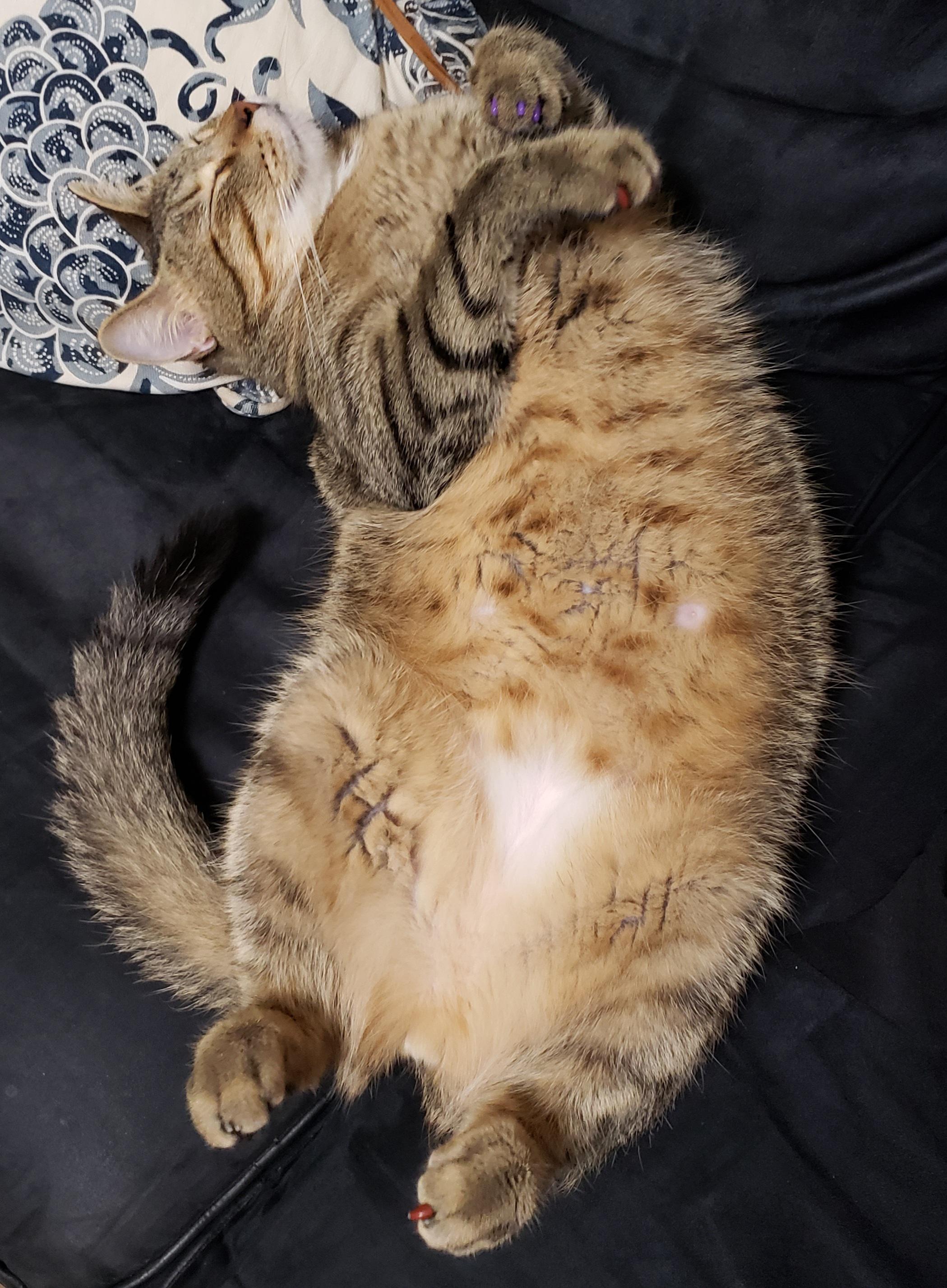 Exhausted kitty. Scrolller