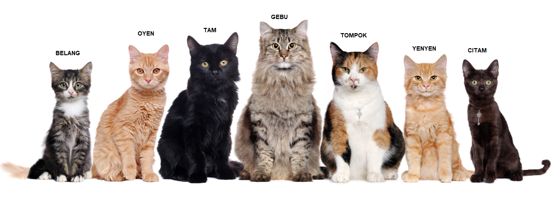 Famous cat 'breeds' in Malaysia. What's yours? Scrolller