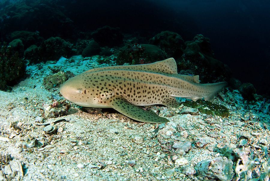 Female zebra sharks sometimes reproduce by themselves asexually when