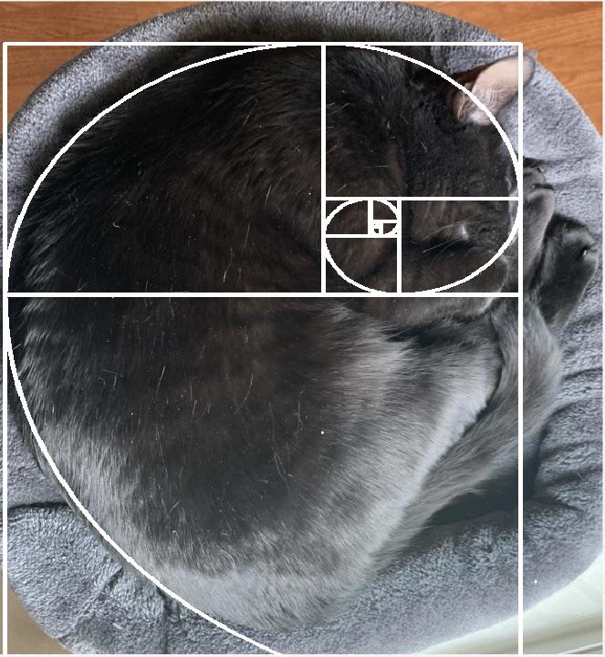 Fibonacci’s Cat | Scrolller