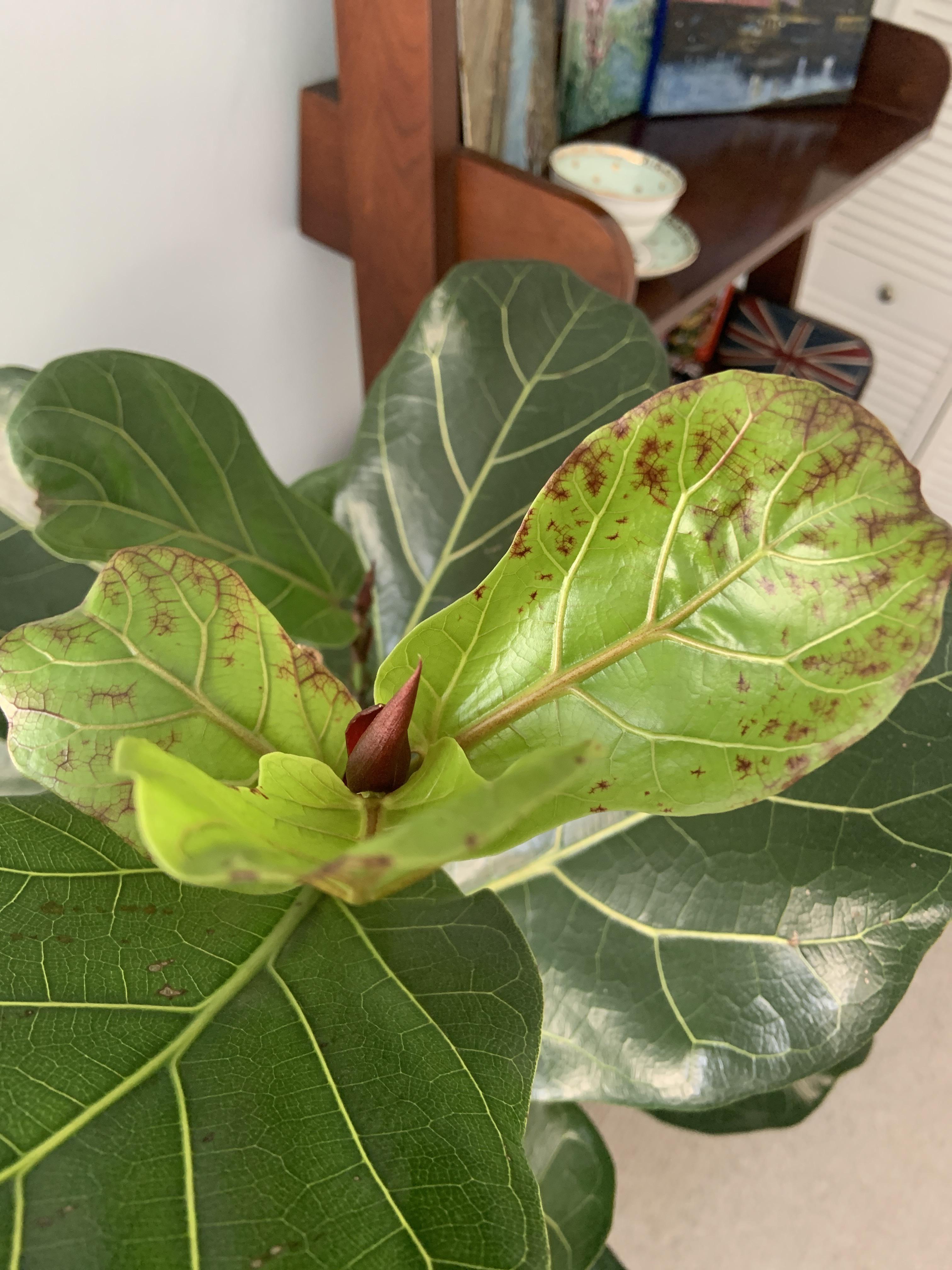 Fiddle Leaf Fig help needed!! Anyone know why the new leaves are ...