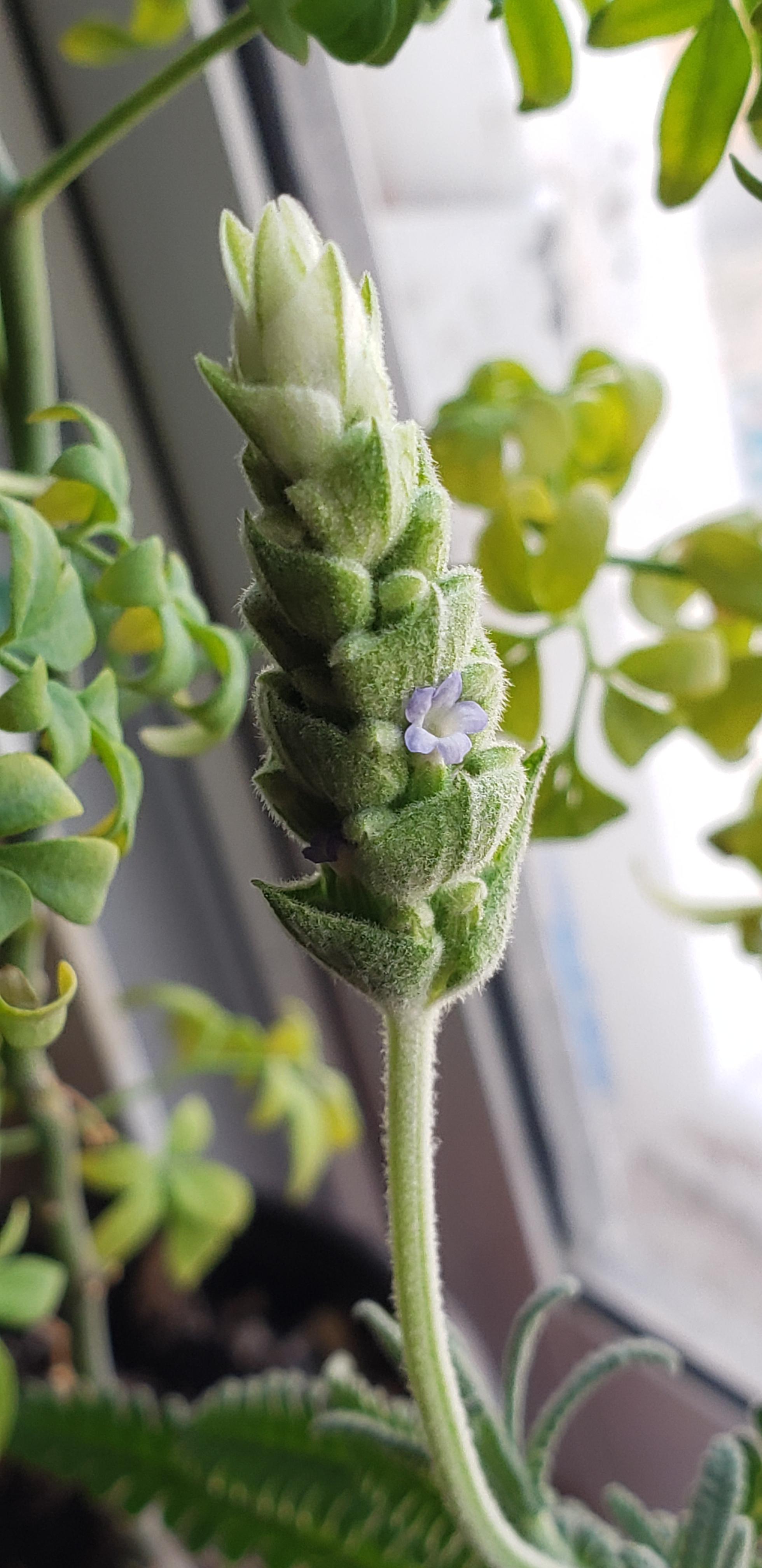 Finally Lavender Scrolller