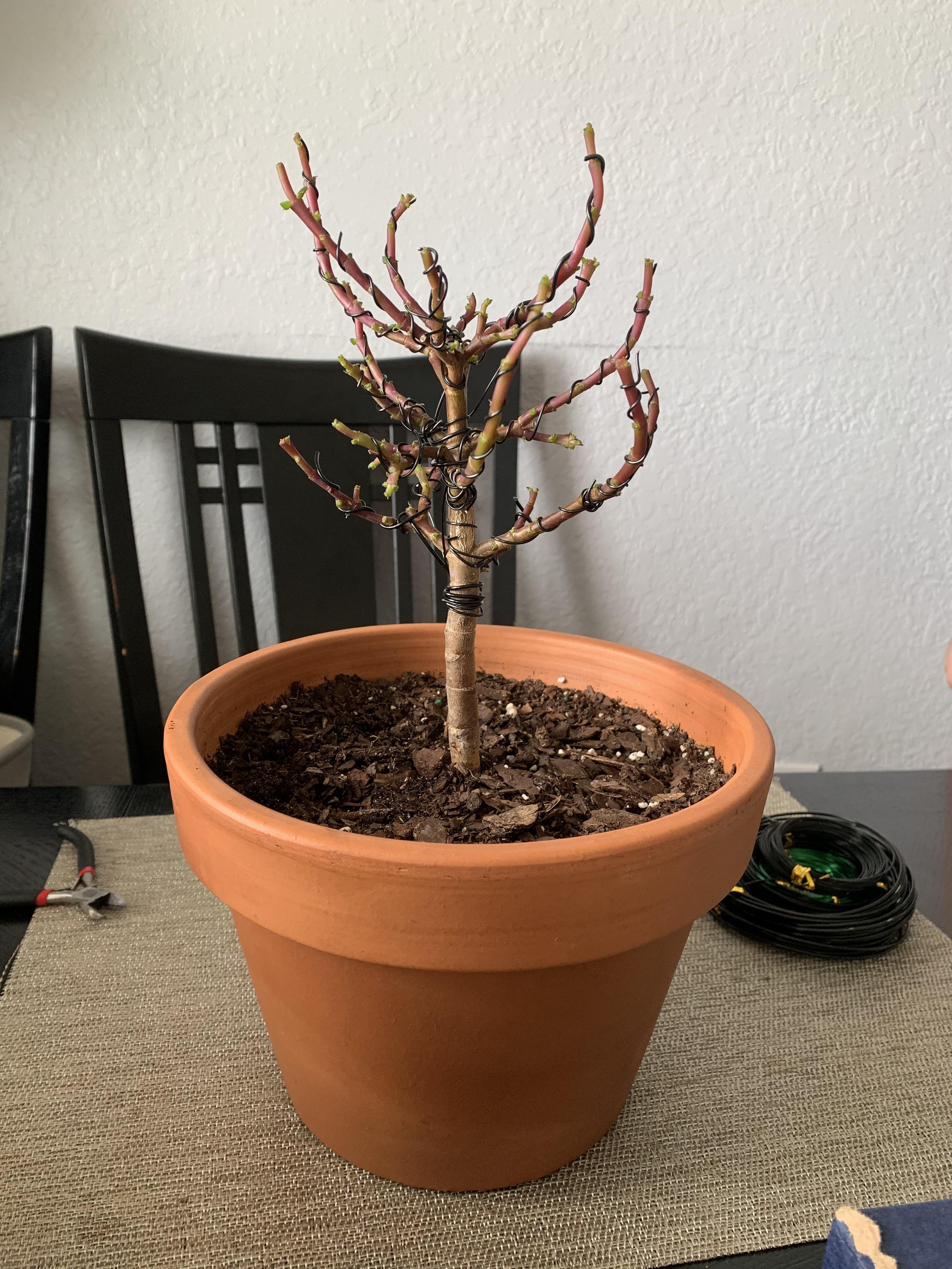First time wiring Dwarf Jade. Any tips? Scrolller