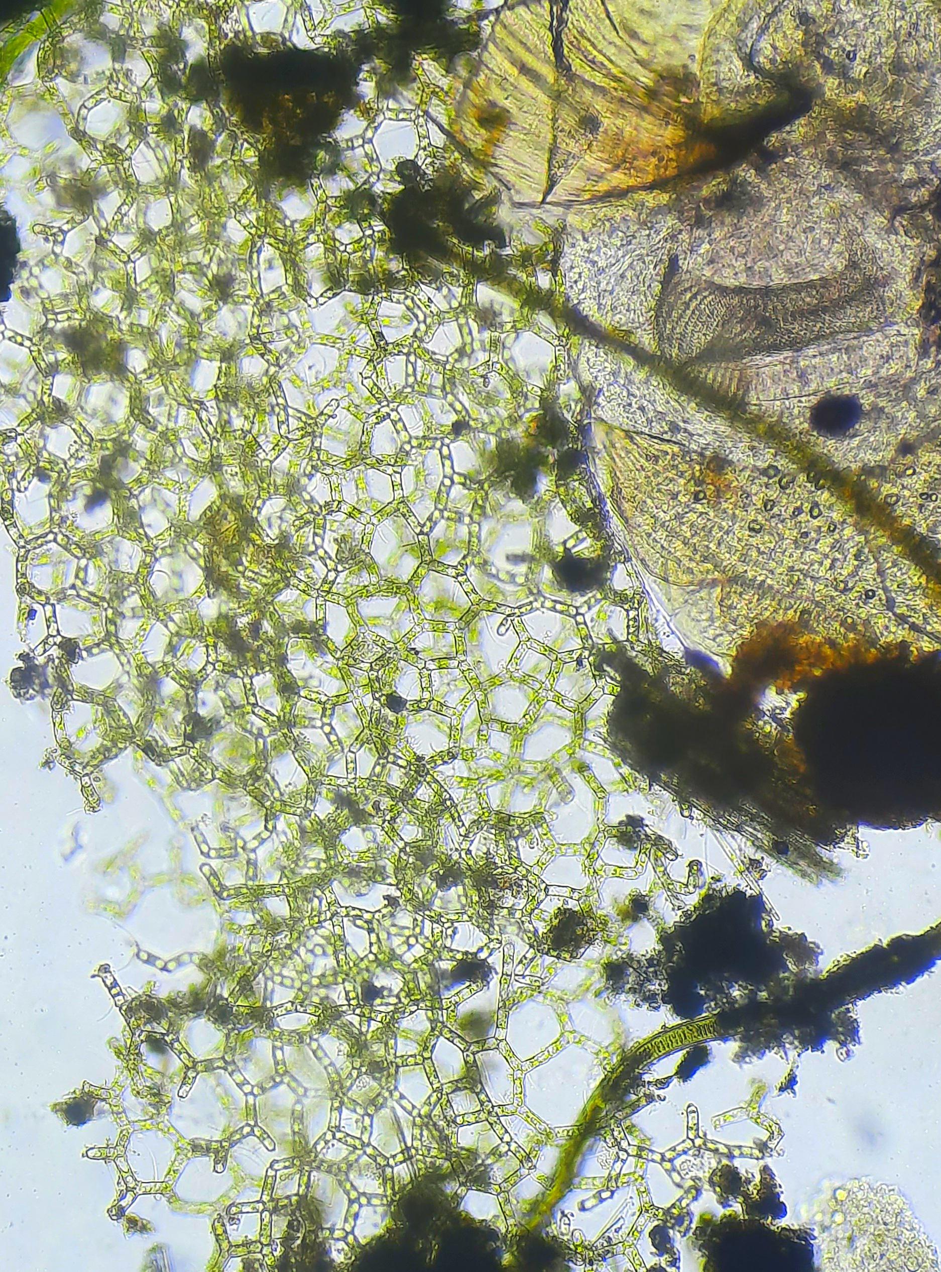 [Genus Hydrodictyon] 'Water Net' algae, exhibiting its hexagonal ...