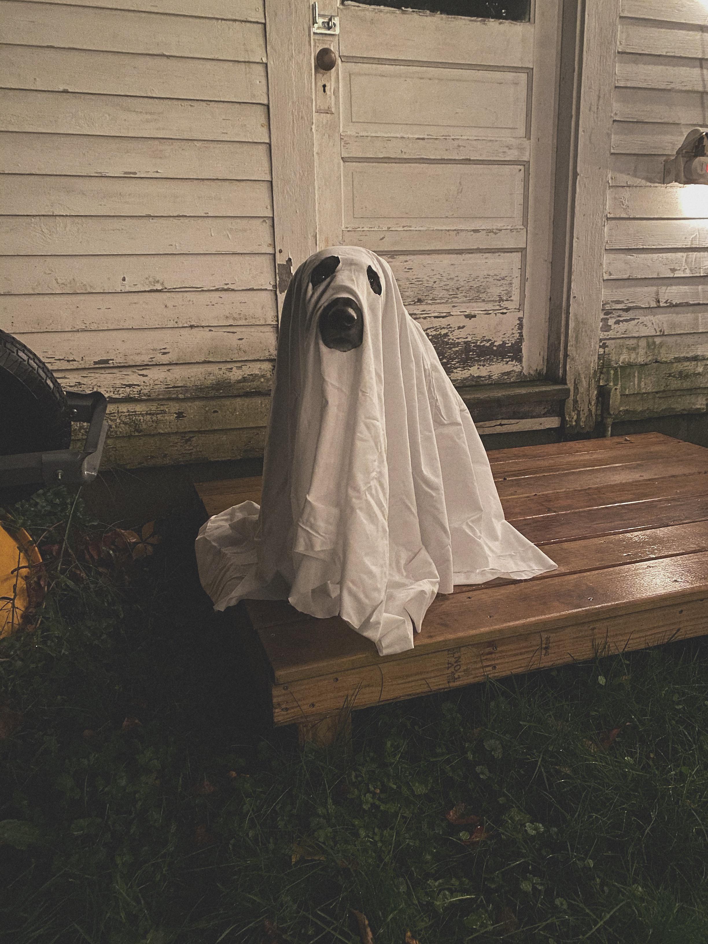 Ghost Sadie is ready for Halloween | Scrolller