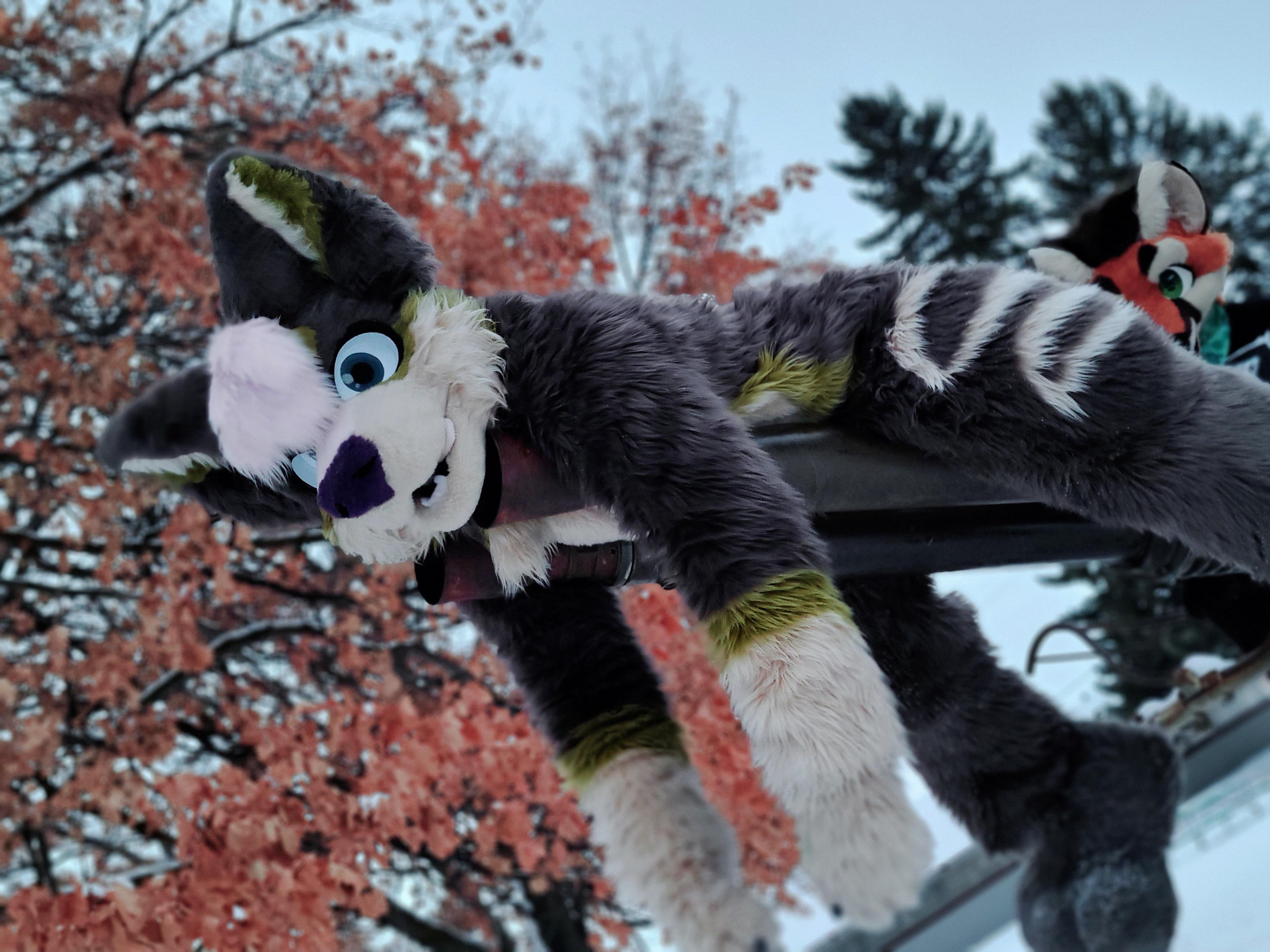Happy new year my furry friends! | Scrolller