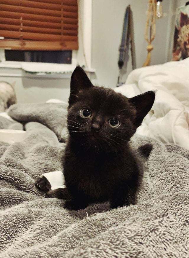 hello-my-name-is-lily-scrolller